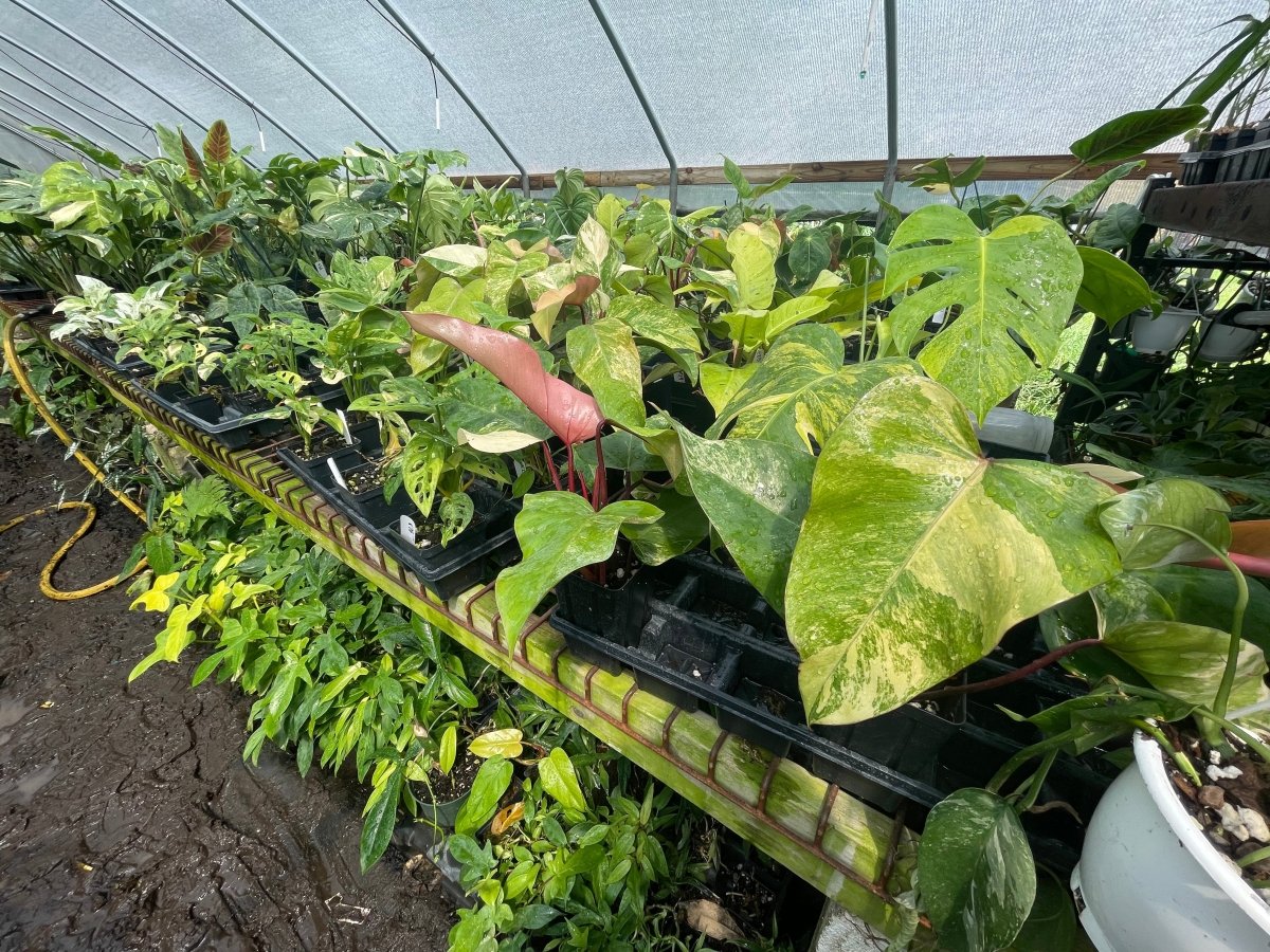 Tropical Plants - Nice Plants Good Pots