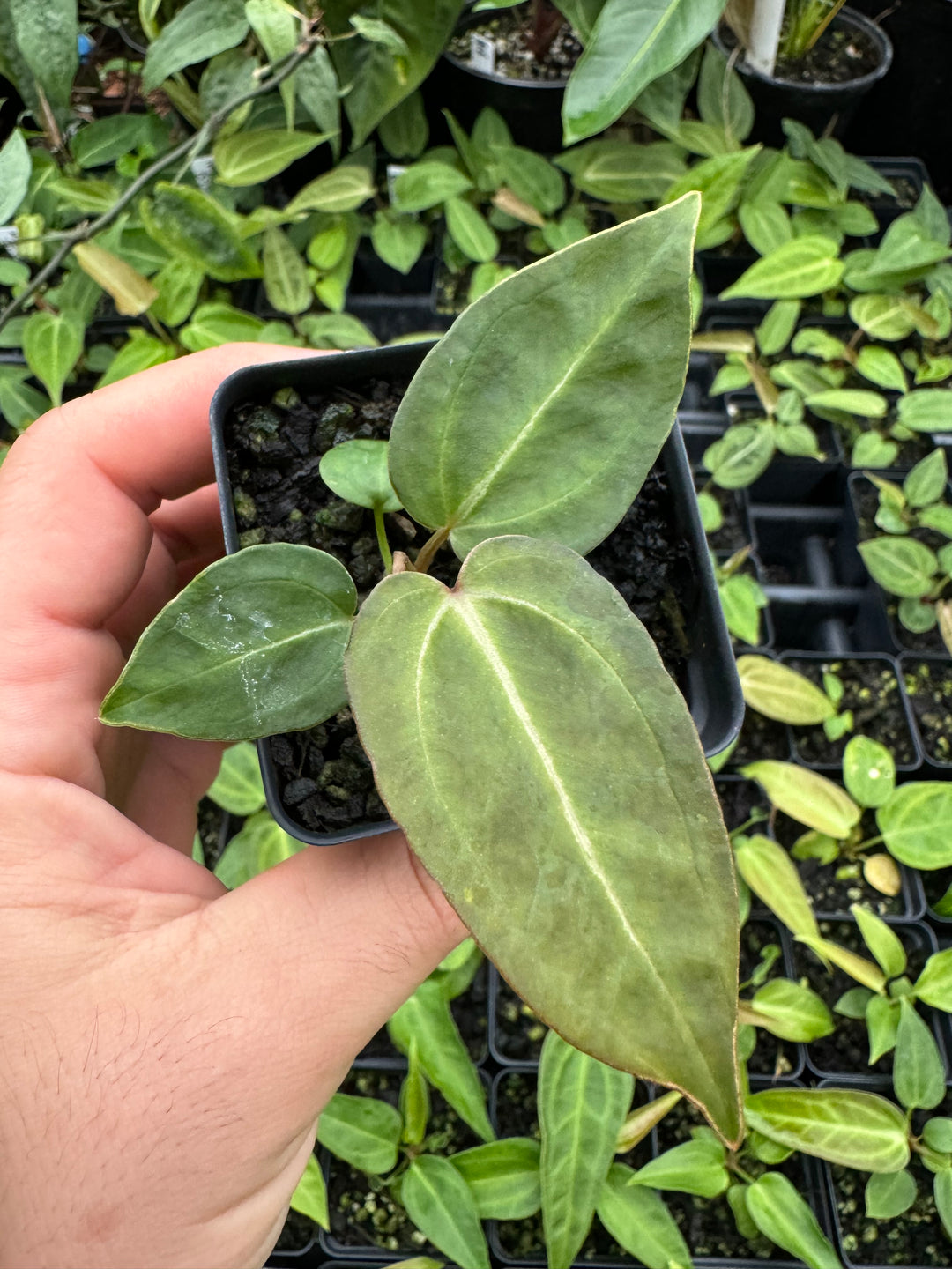 Anthurium Doc Block F2 Purple X A. Rotundatum x