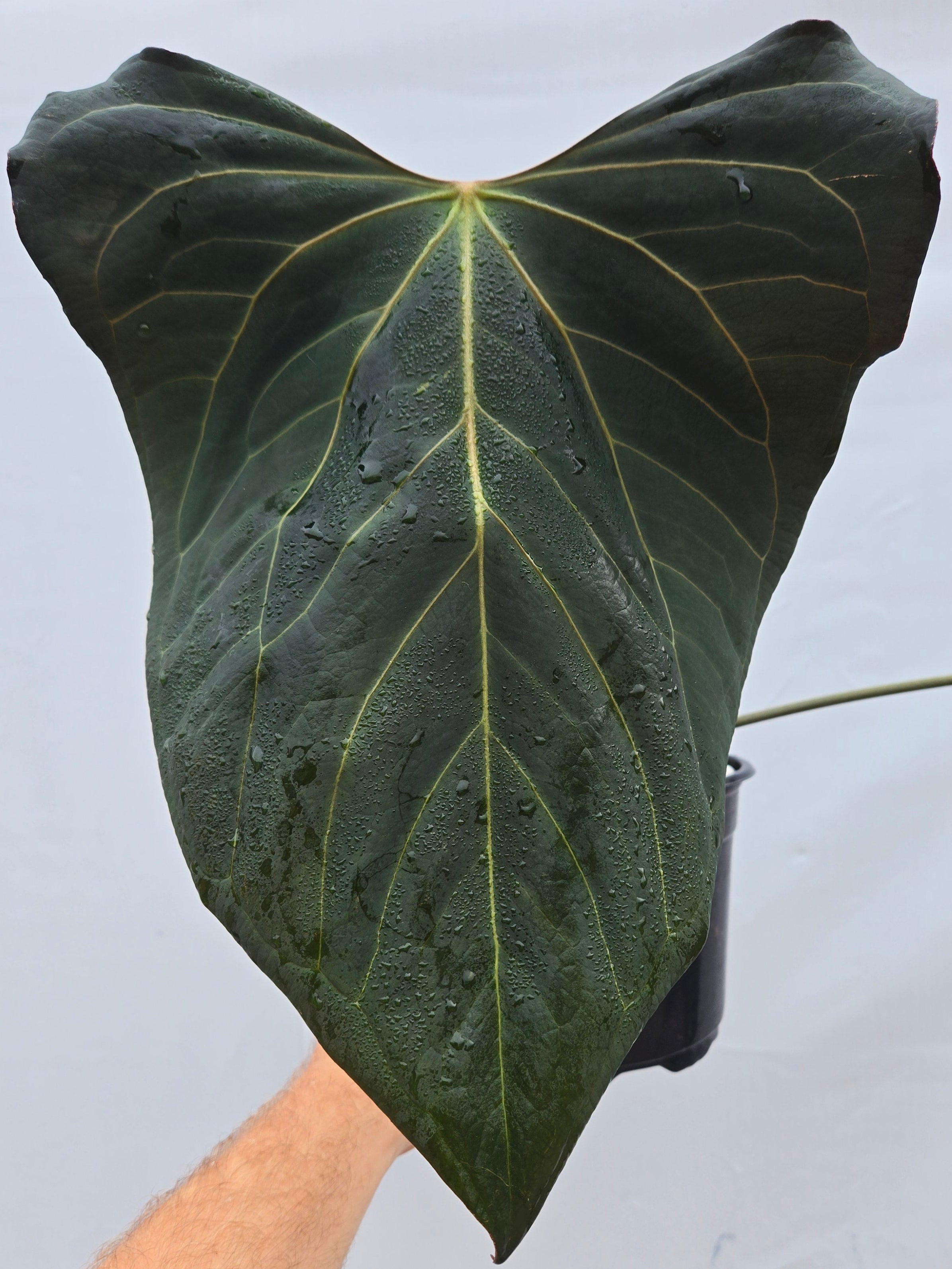 Anthurium 'Dark Magician Clone'  (CS01)