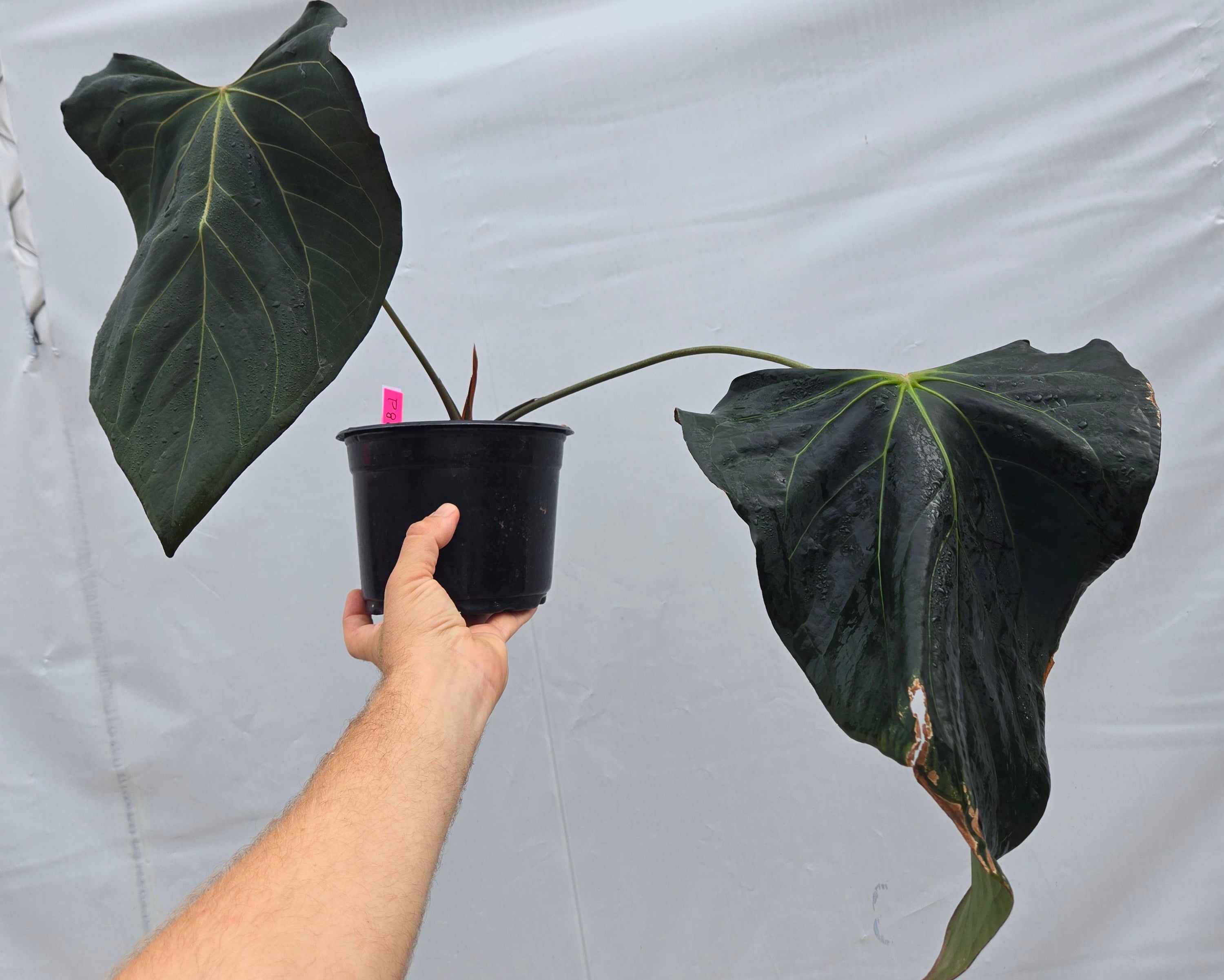 Anthurium 'Dark Magician Clone'  (CS01)