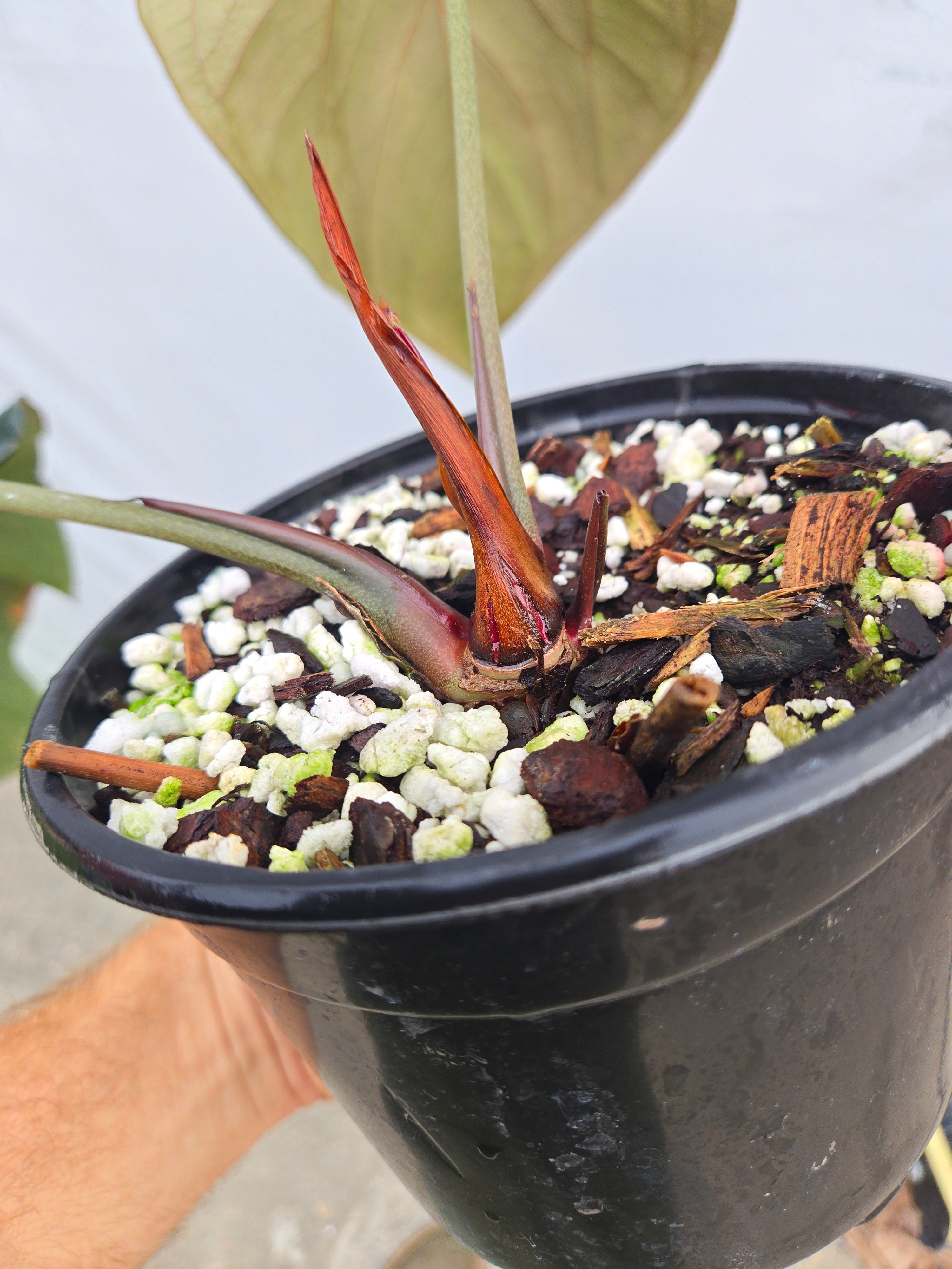Anthurium 'Dark Magician Clone'  (CS01)