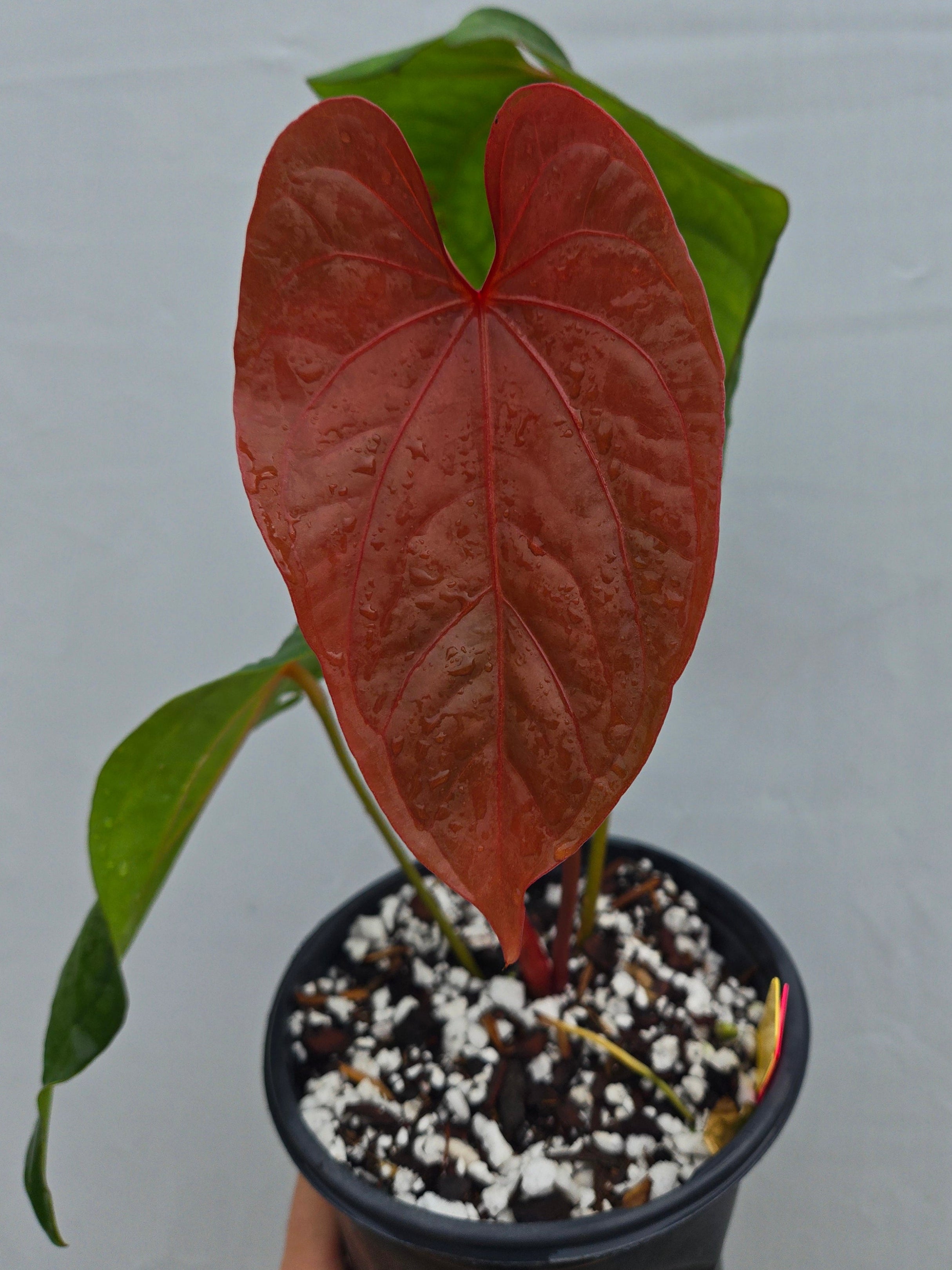 Anthurium 'Circus Peantus' x 'Hoffmannii X' -(CS02)