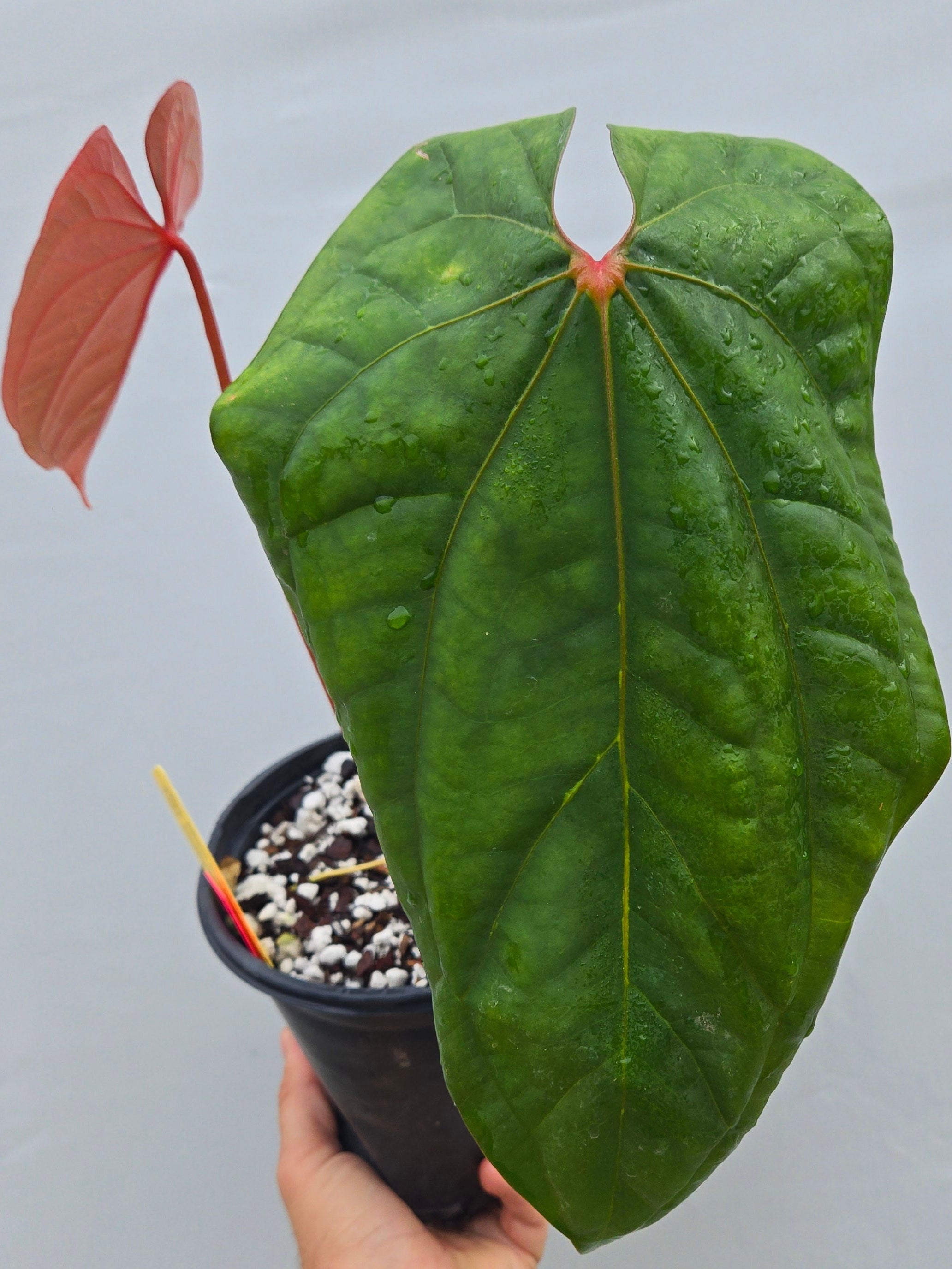palm coconut Green Malayan Dwarf Coconut Palm Tree
