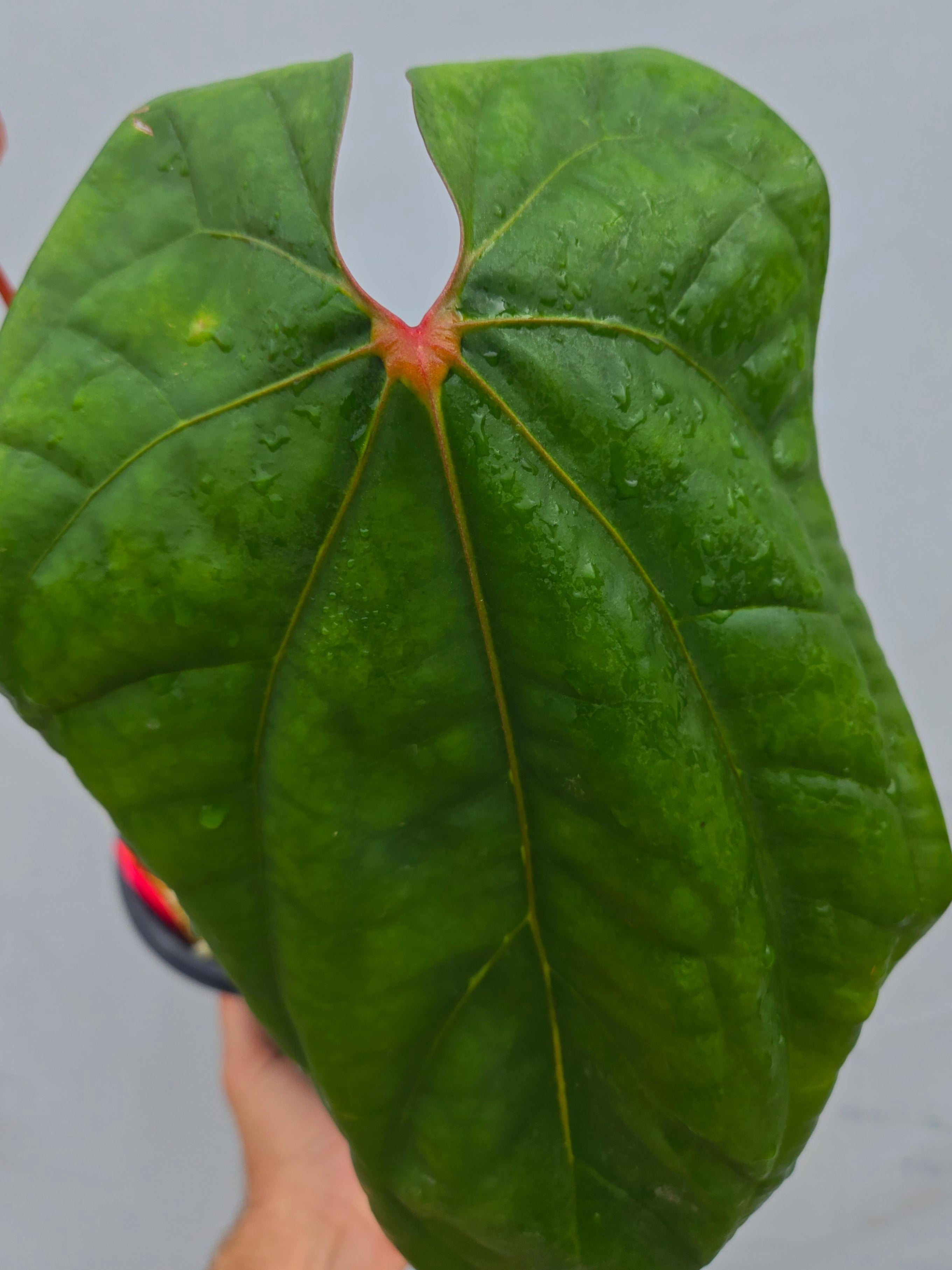 Anthurium 'Circus Peantus' x 'Hoffmannii X' -(CS02)