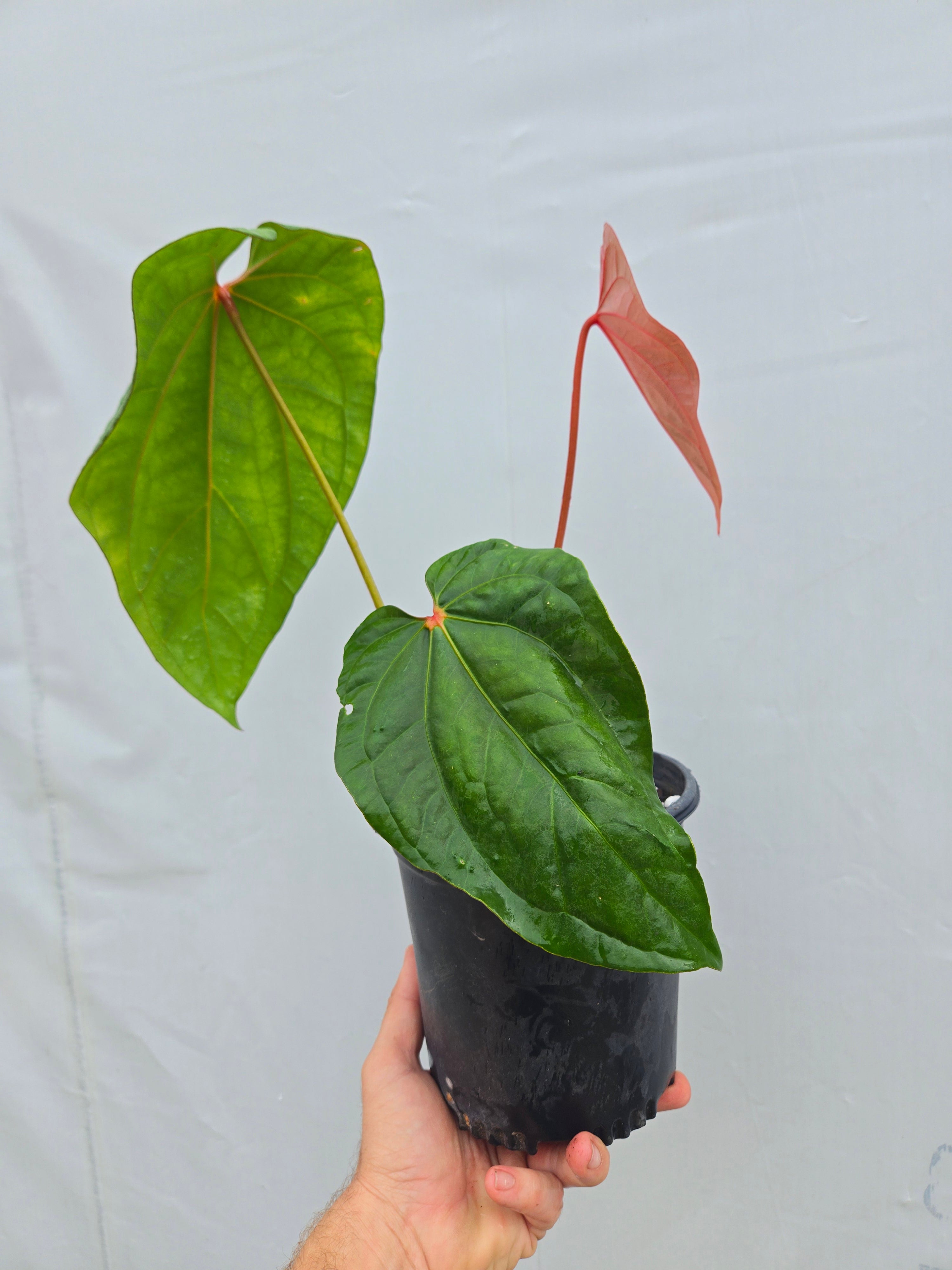 Anthurium 'Circus Peantus' x 'Hoffmannii X' -(CS02)