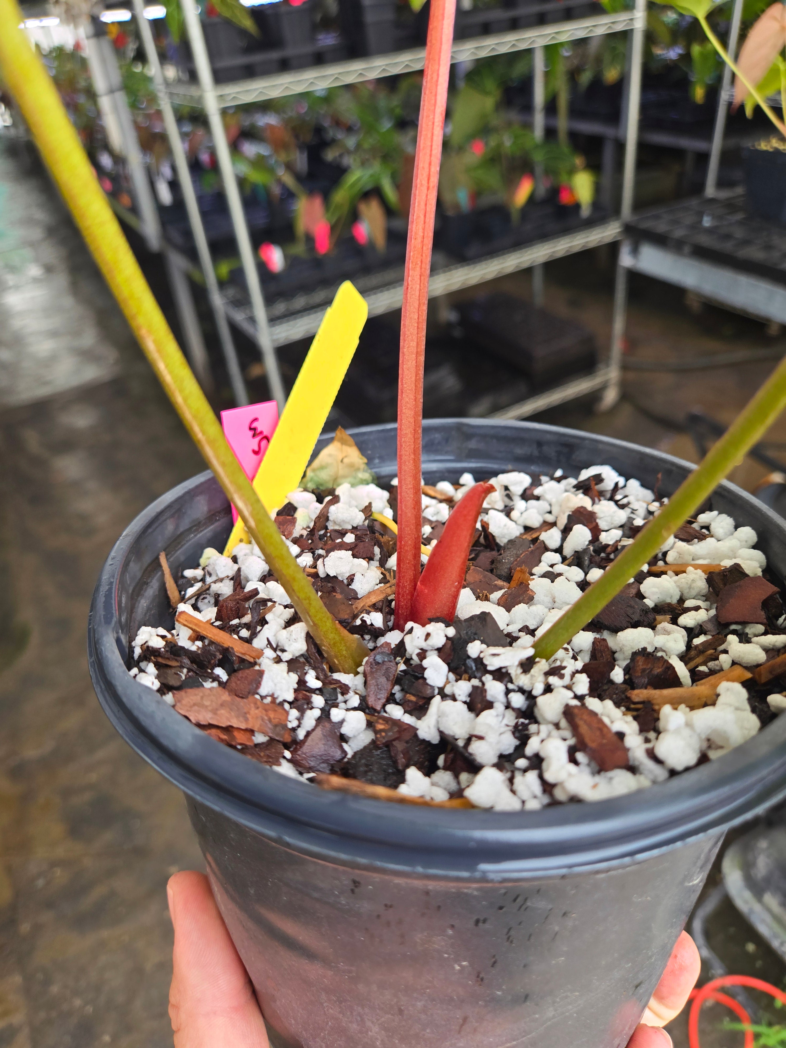 Anthurium 'Circus Peantus' x 'Hoffmannii X' -(CS02) – Nice Plants Good Pots