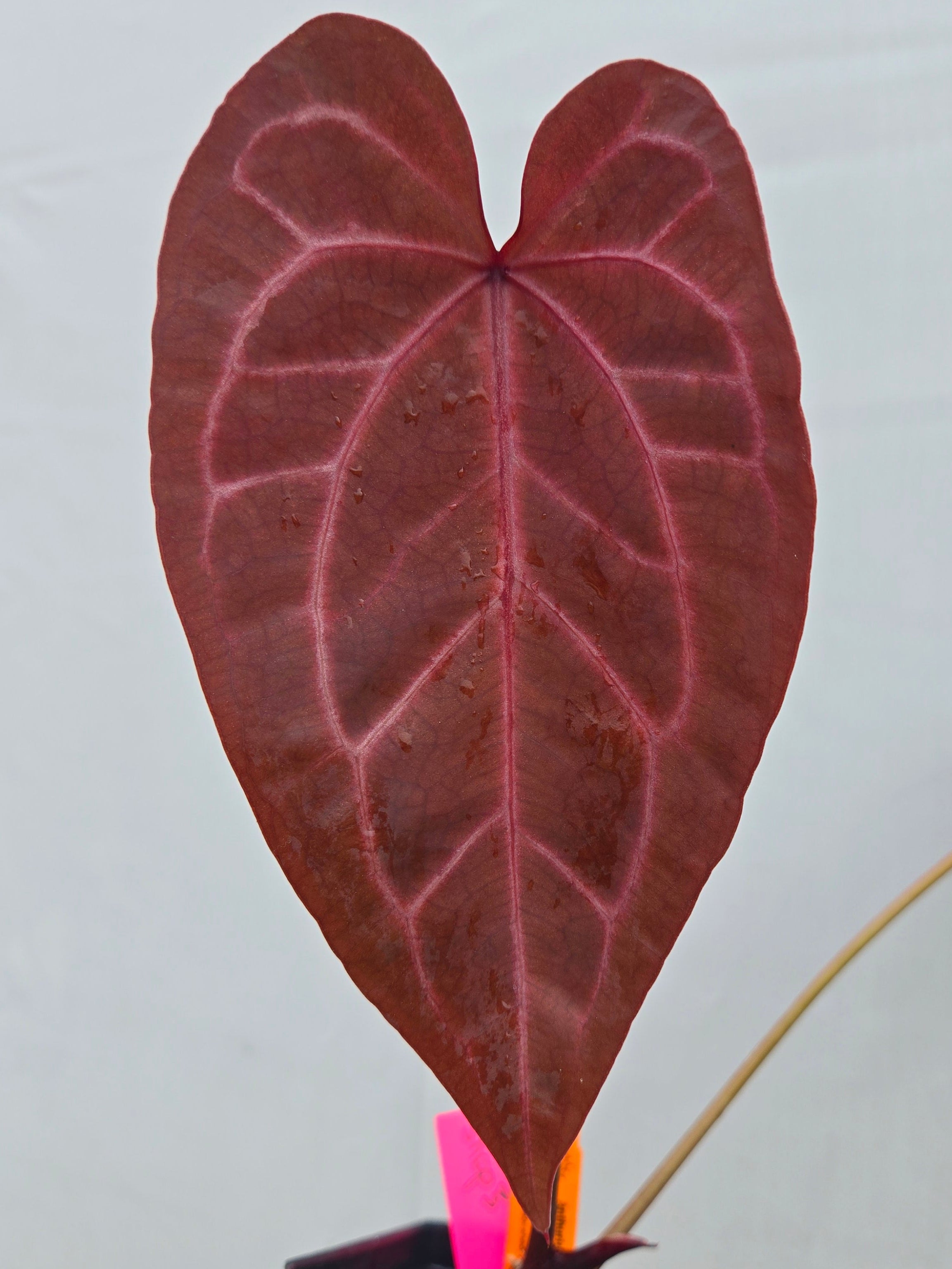 Anthurium 'Doc Block Purple F2' x ('Rotundatum X' / 'Doc Block Purple F2')  (CS03)
