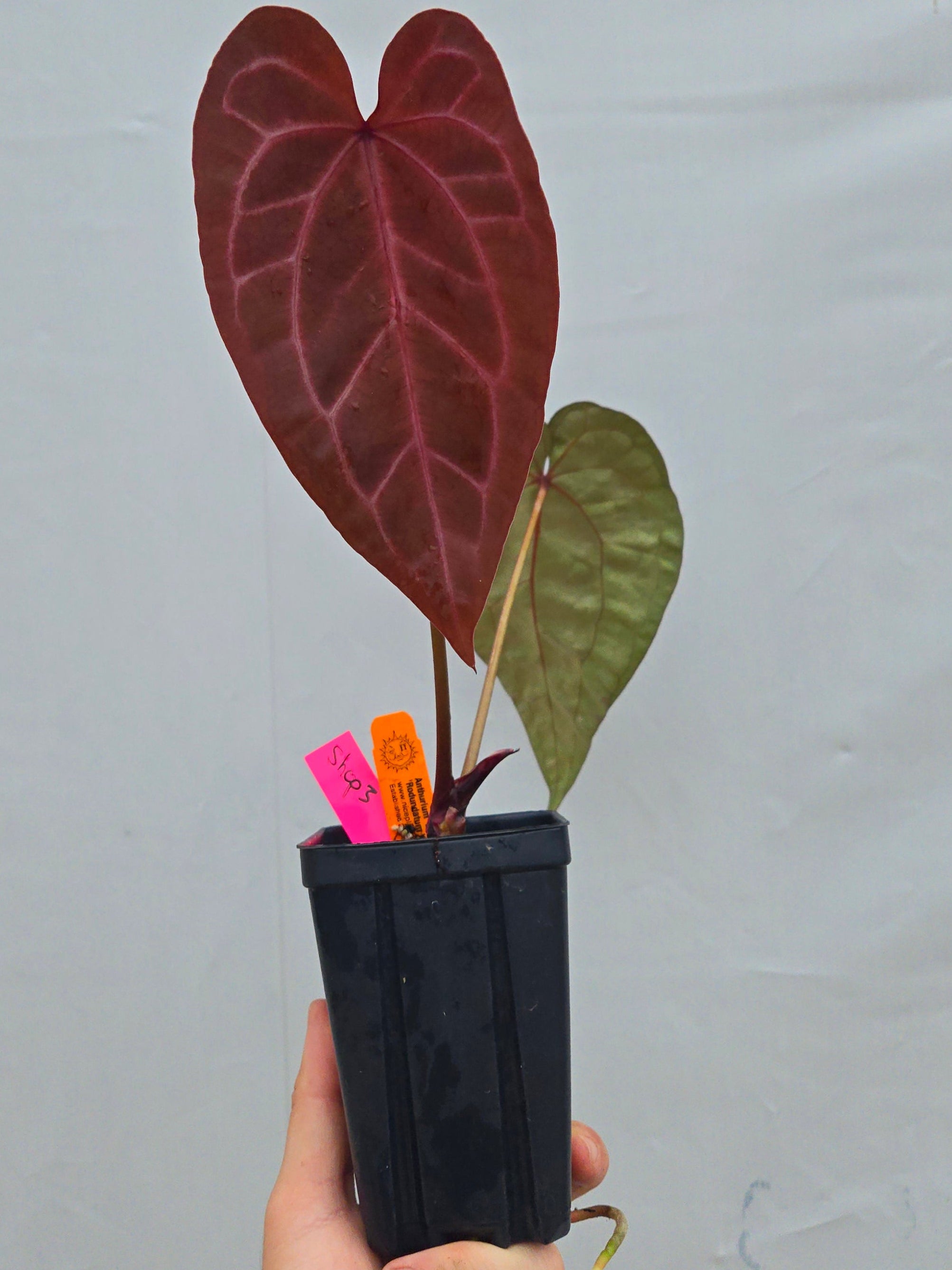 Anthurium 'Doc Block Purple F2' x ('Rotundatum X' / 'Doc Block Purple F2')  (CS03)