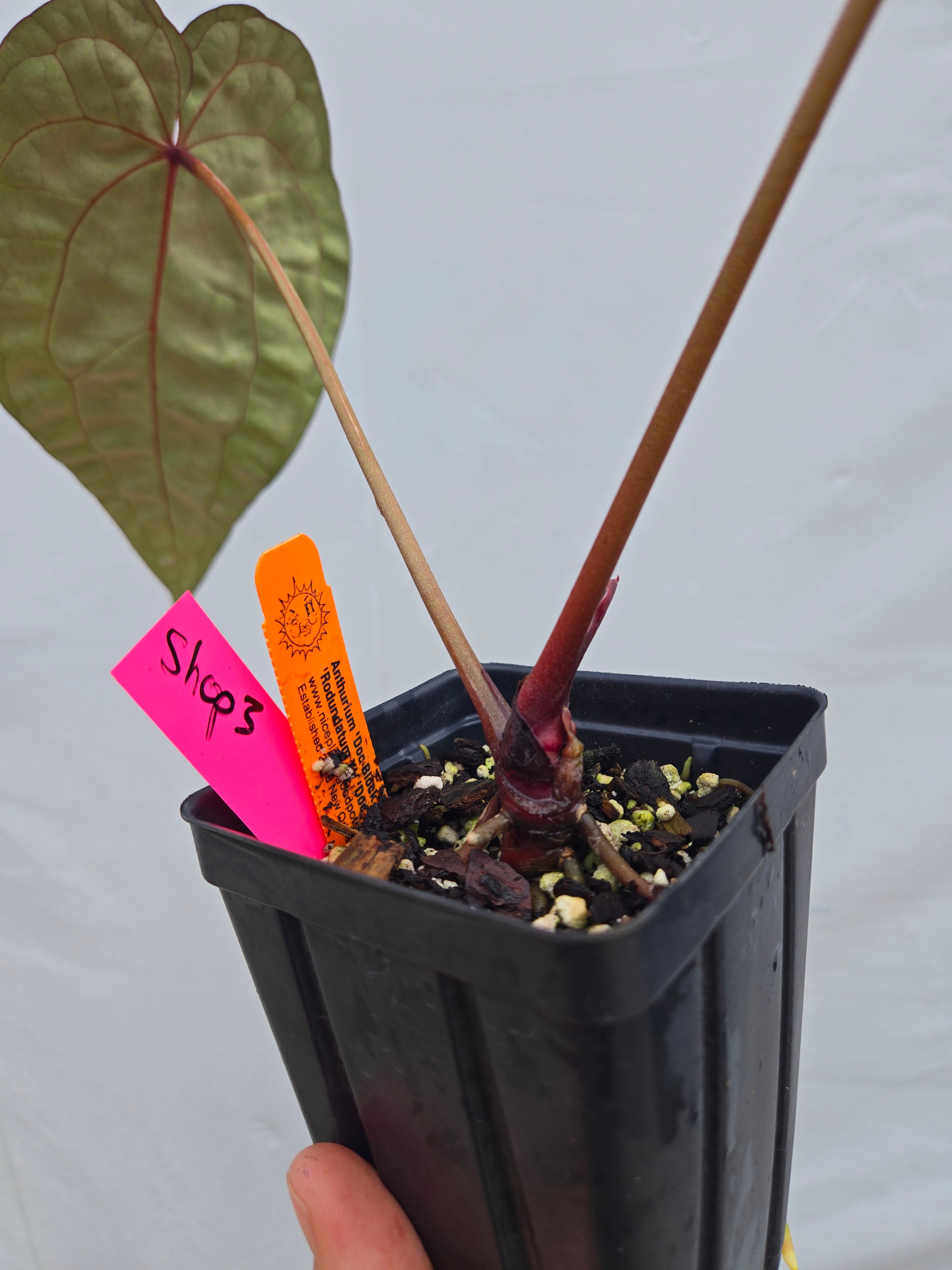 Anthurium 'Doc Block Purple F2' x ('Rotundatum X' / 'Doc Block Purple F2')  (CS03)