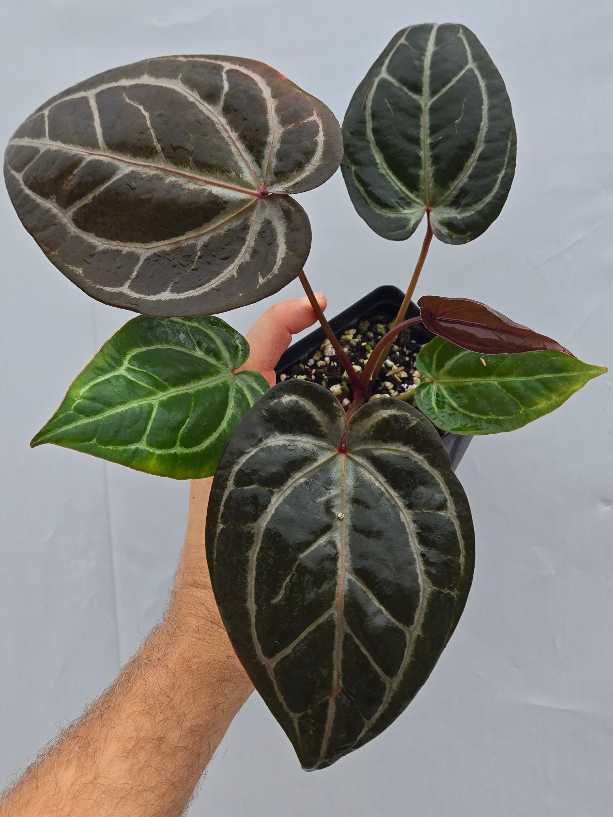 Anthurium 'Doc Block Purple F2' x ('Rotundatum X' / 'Doc Block Purple F2')  (CS04)