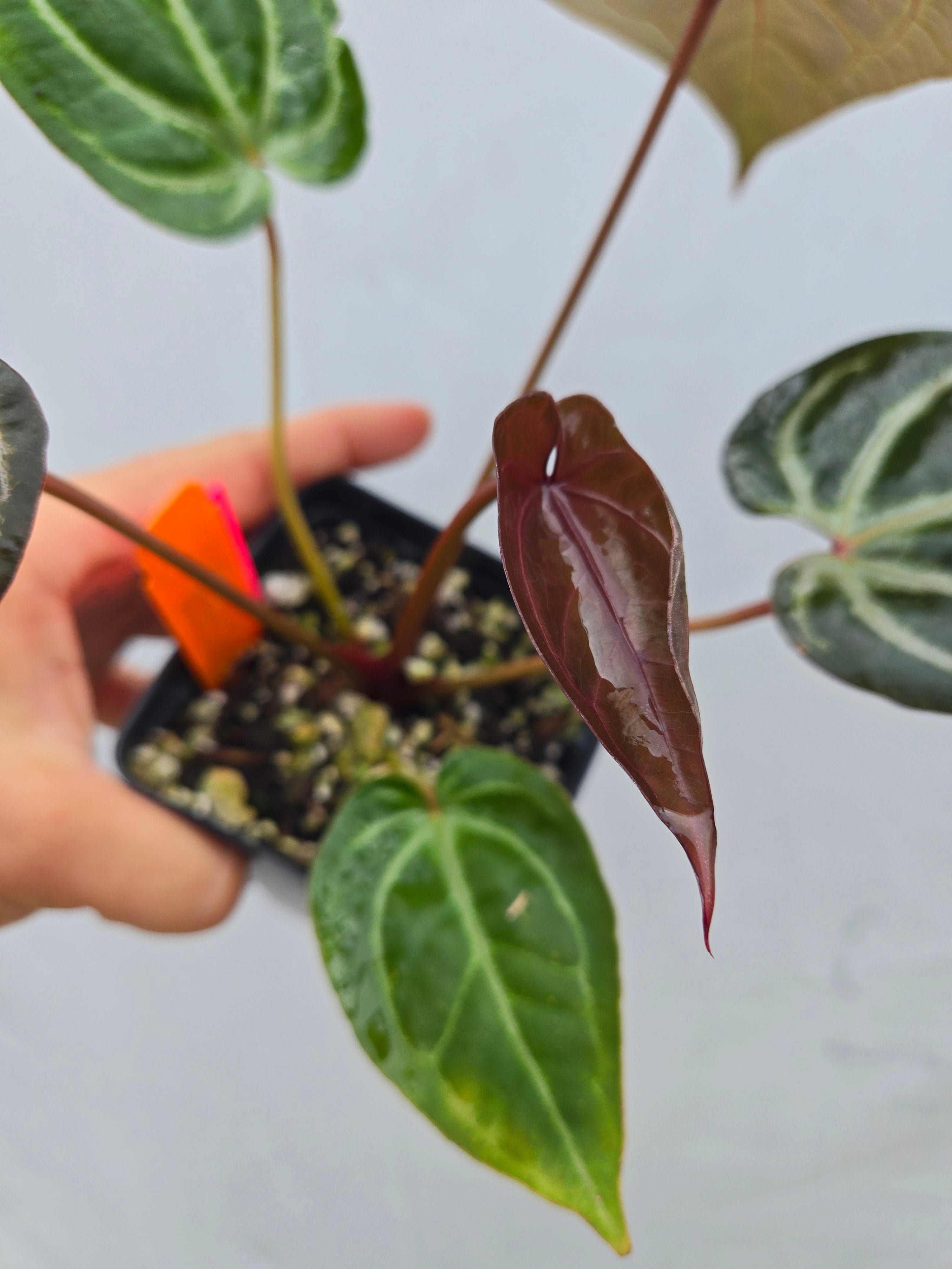 Anthurium 'Doc Block Purple F2' x ('Rotundatum X' / 'Doc Block Purple F2')  (CS04)
