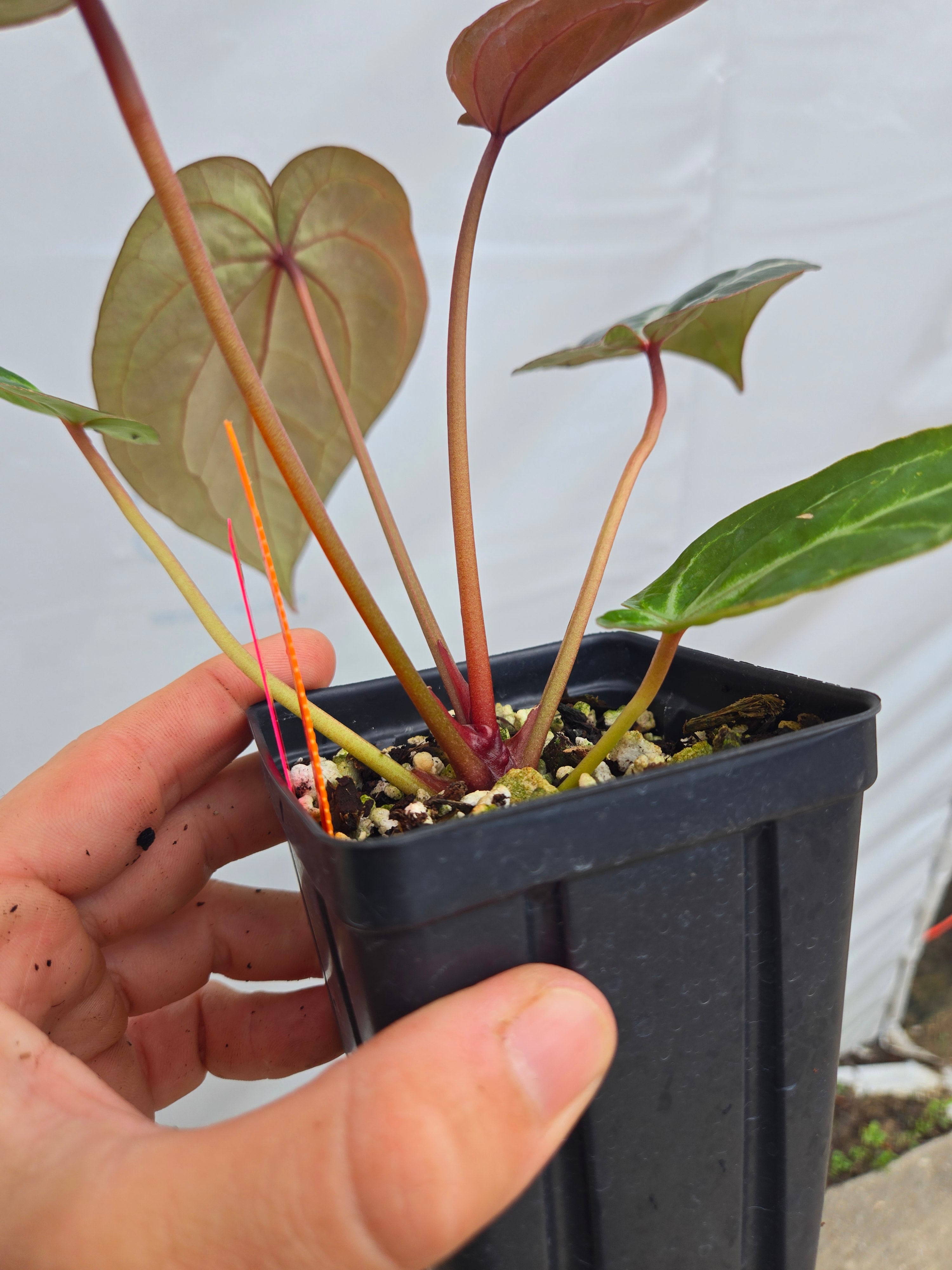 Anthurium 'Doc Block Purple F2' x ('Rotundatum X' / 'Doc Block Purple F2')  (CS04)