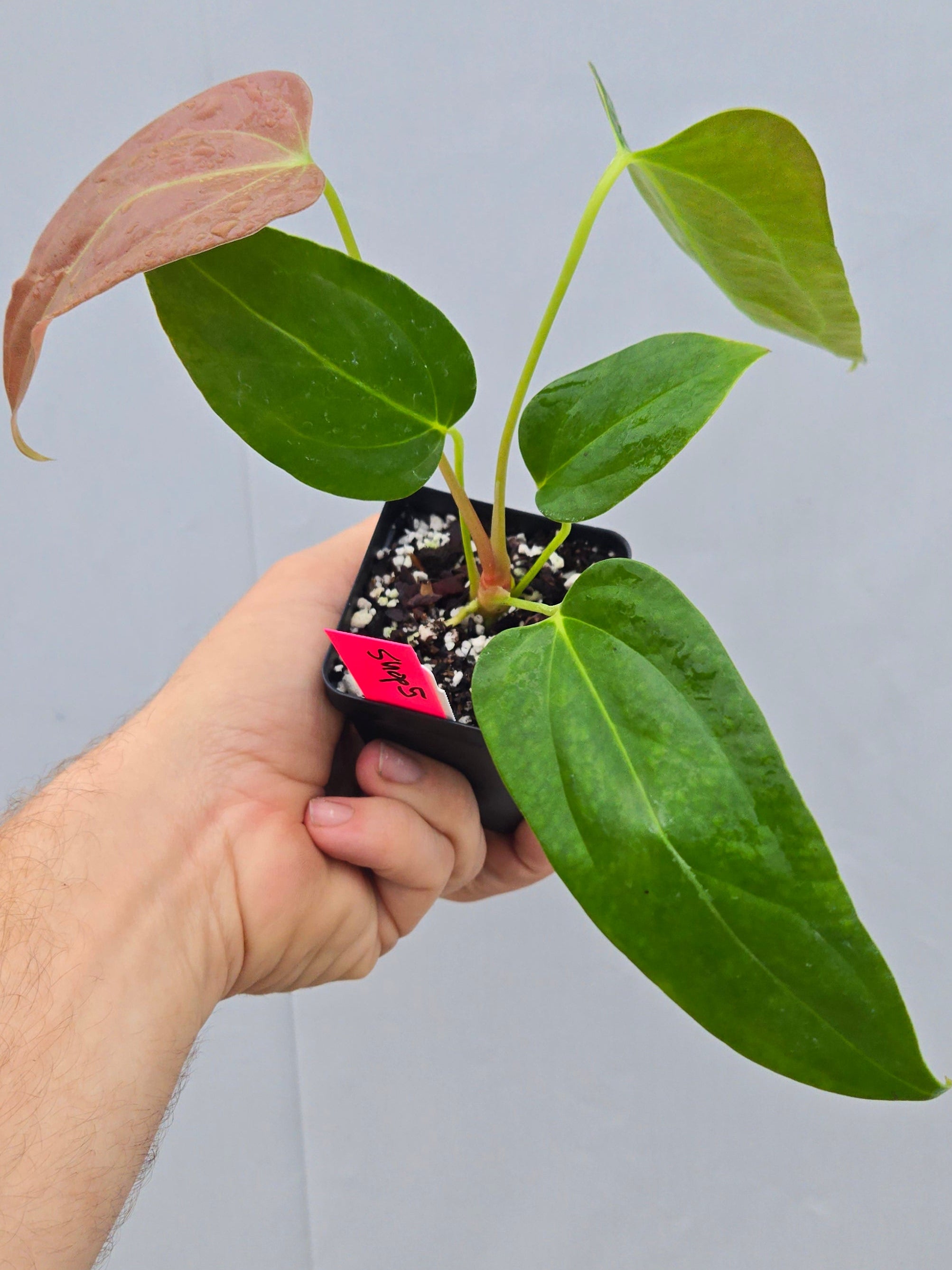 Anthurium Papillilaminum 'Dripillilaminum' x Angustolobium (CS05)