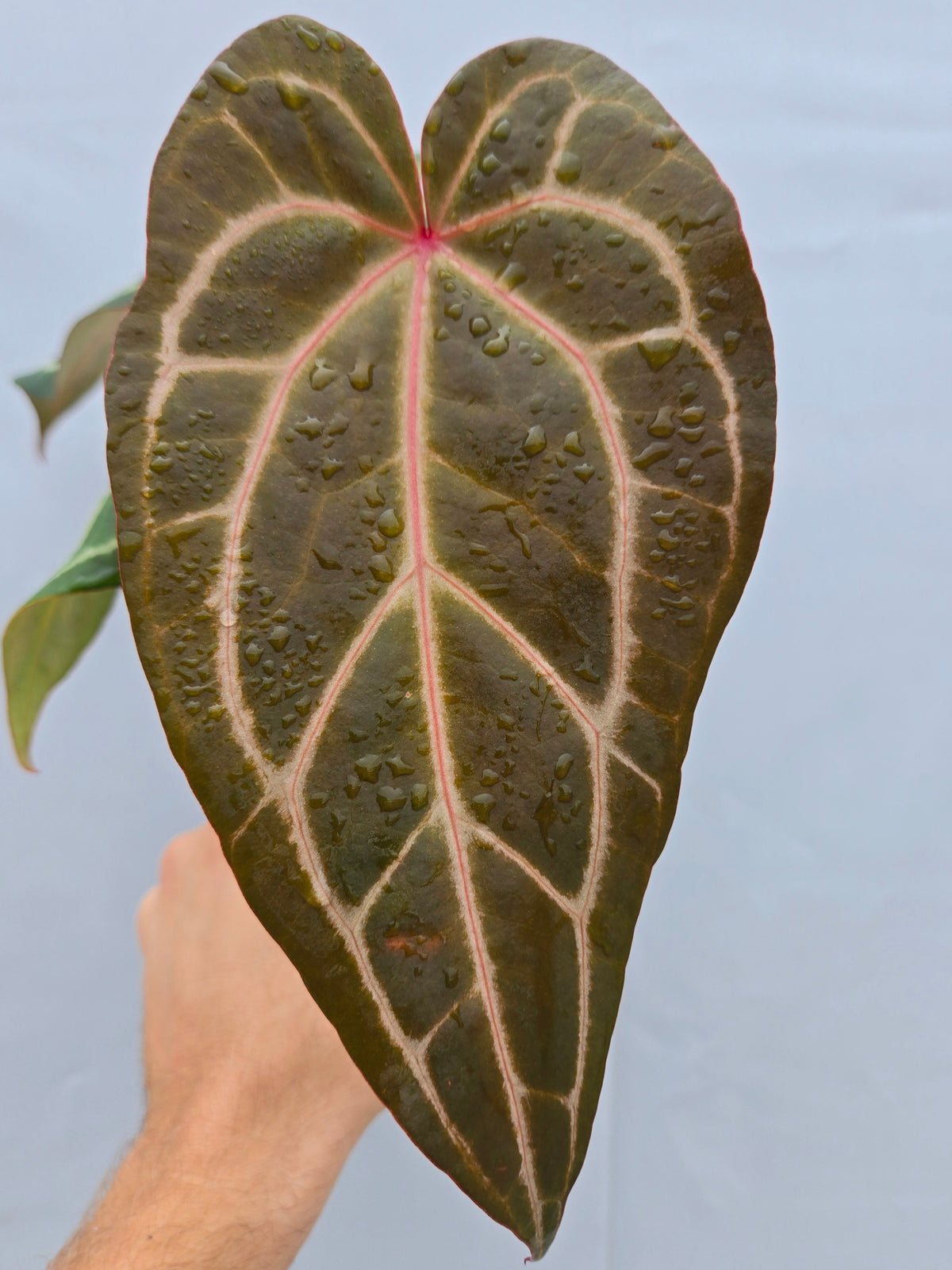 anthurium brown tips Anthurium 'Swampmannii Long' x 'Rotundatum X' / 'Doc Block Purple F2' –  Nice Plants Good Pots