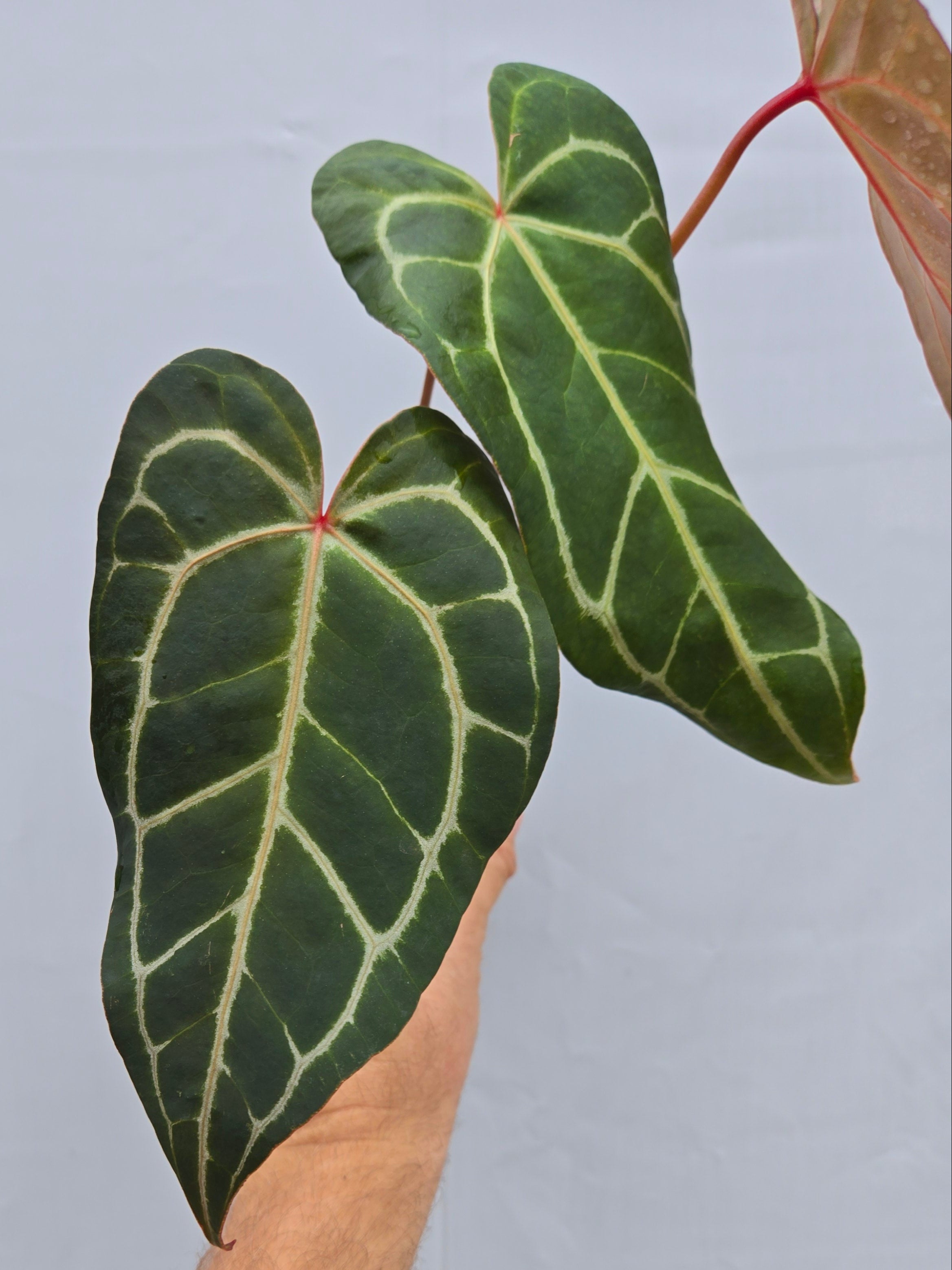long anthurium Anthurium 'Swampmannii Long' x 'Rotundatum X' / 'Doc Block Purple F2' (CS06)