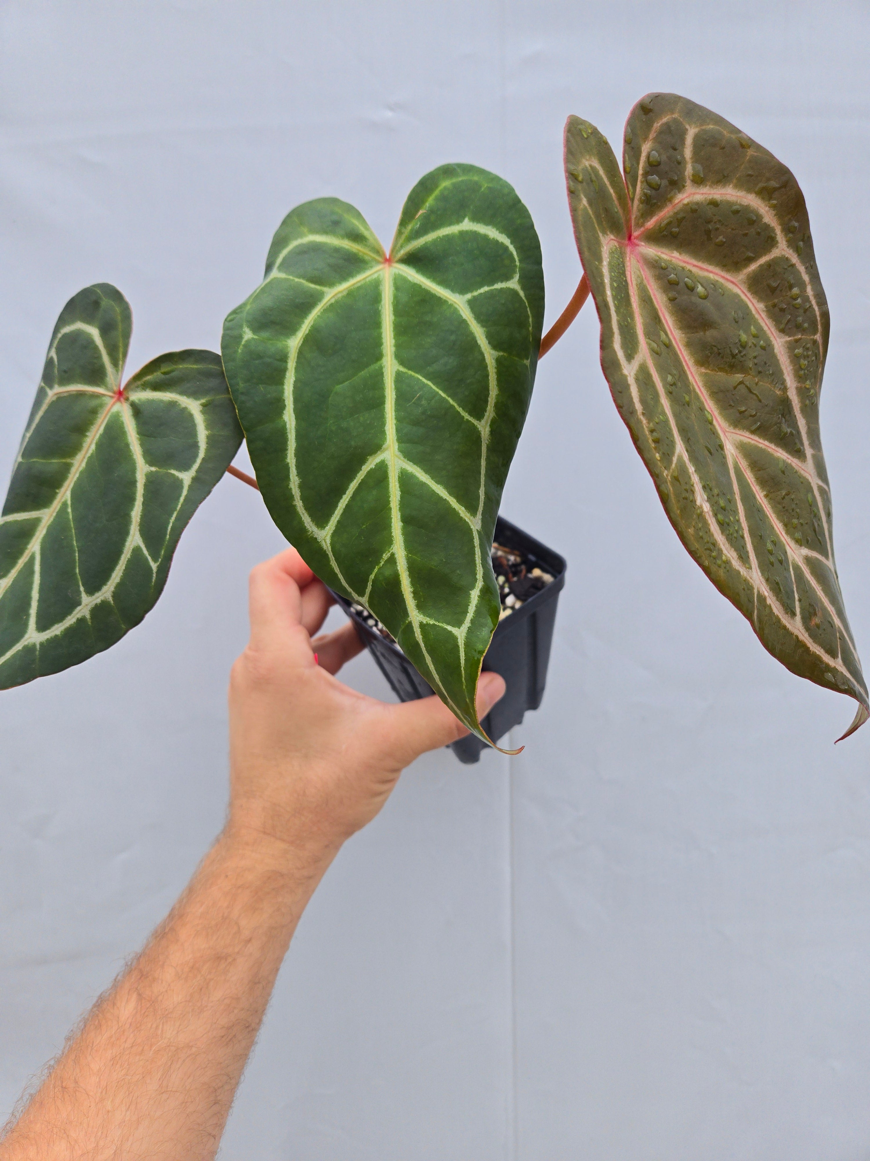Anthurium 'Swampmannii Long' x 'Rotundatum X' / 'Doc Block Purple F2' (CS06)