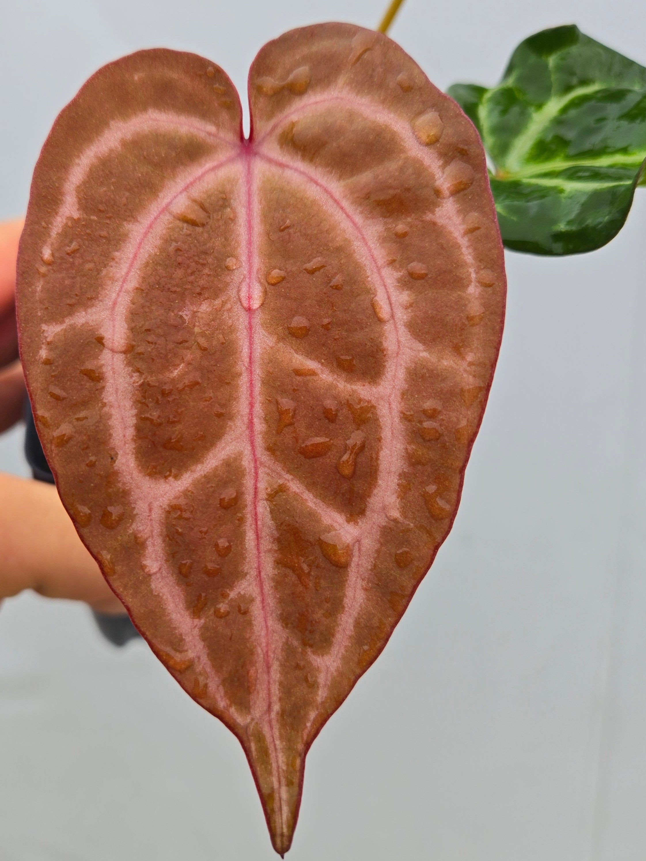 Anthurium ('Tim Anderson Crystal Mag' / 'Tim's Black') x 'Doc Block Purple F2' (CS07)