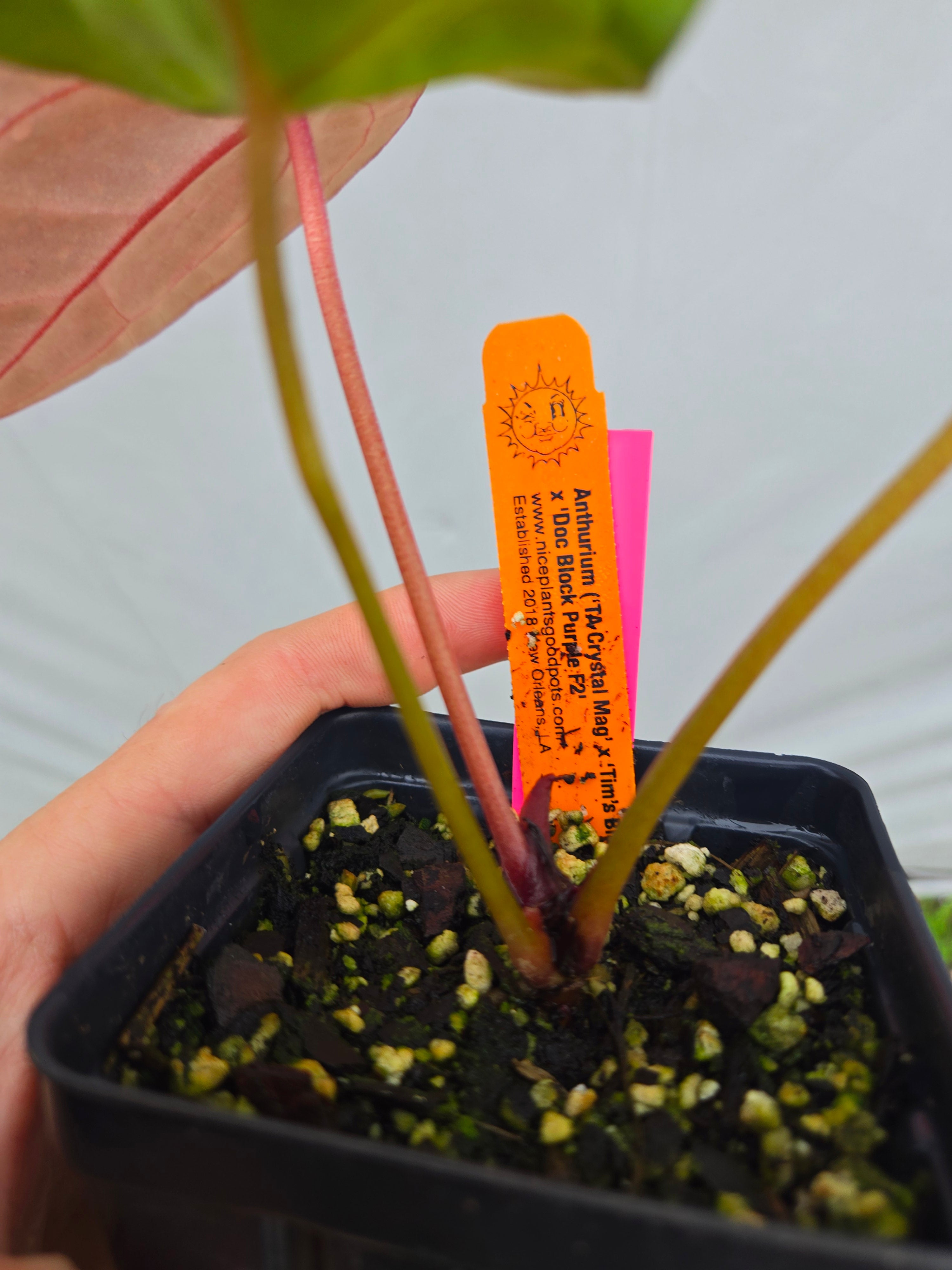 Anthurium ('Tim Anderson Crystal Mag' / 'Tim's Black') x 'Doc Block Purple F2' (CS07)