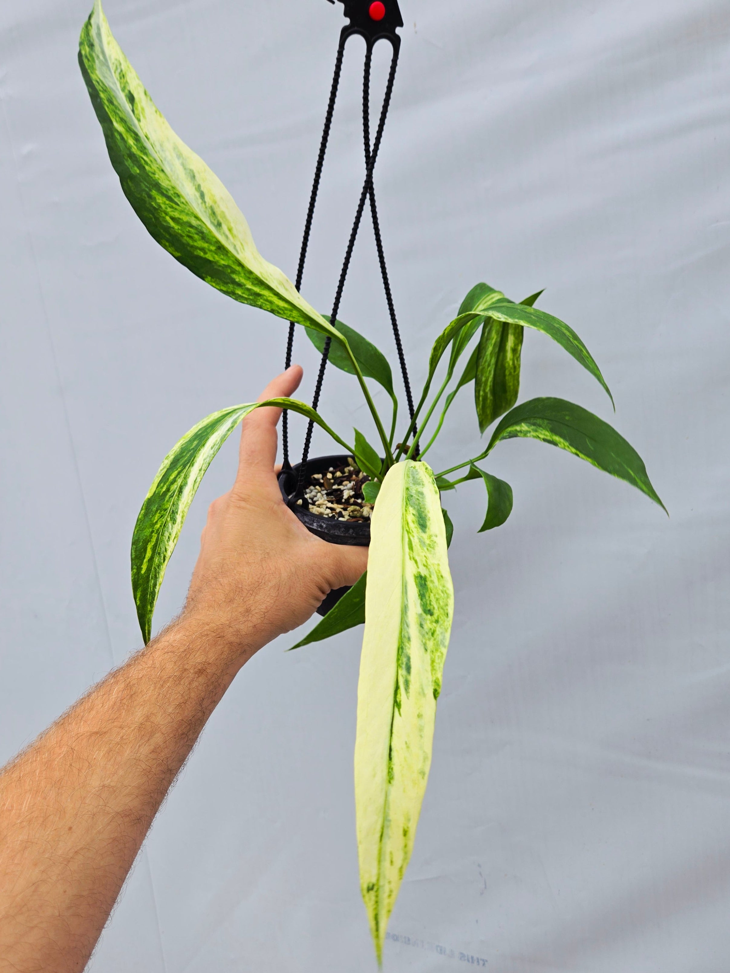 Anthurium Pallidiflorum Variegated (SP06)
