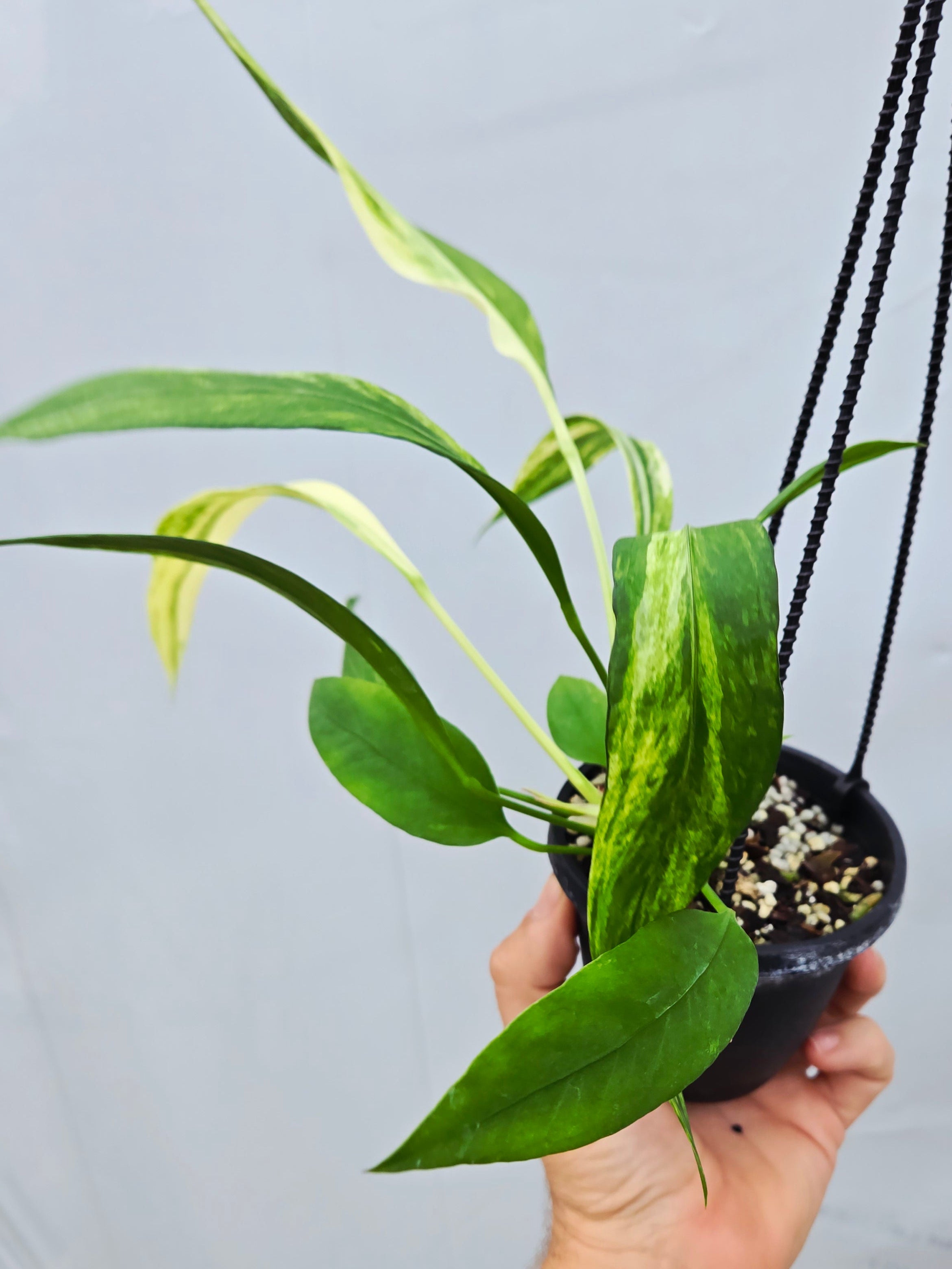 anthurium pallidiflorum Anthurium Pallidiflorum Variegated SP06 – Nice Plants Good Pots