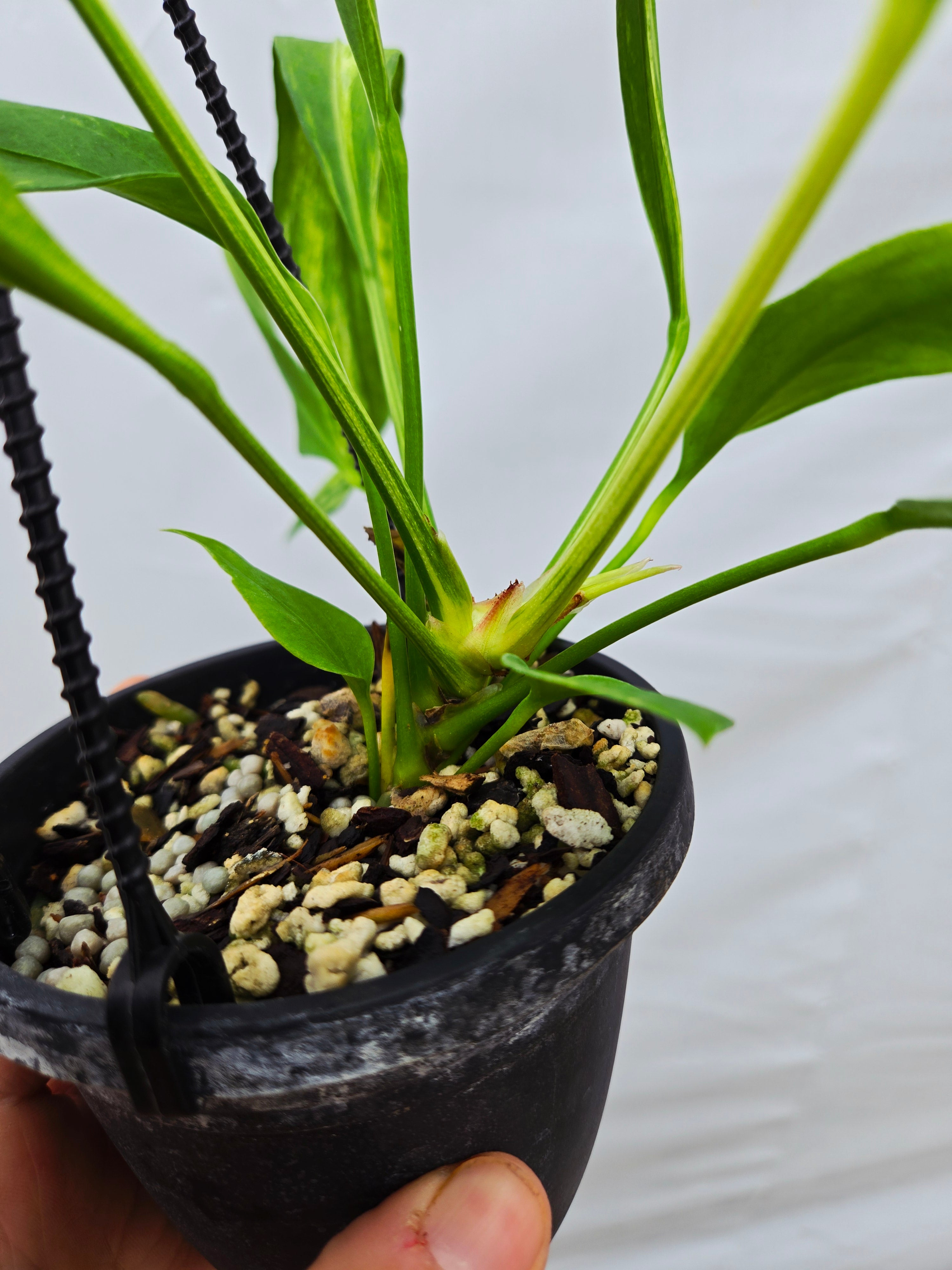 anthurium pallidiflorum care Anthurium Pallidiflorum Variegated SP06 – Nice Plants Good Pots