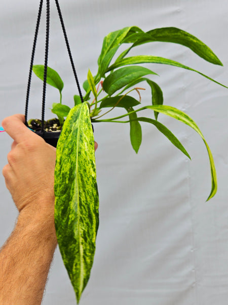 Anthurium Vittariifolium Variegated (SP07) – Nice Plants Good Pots