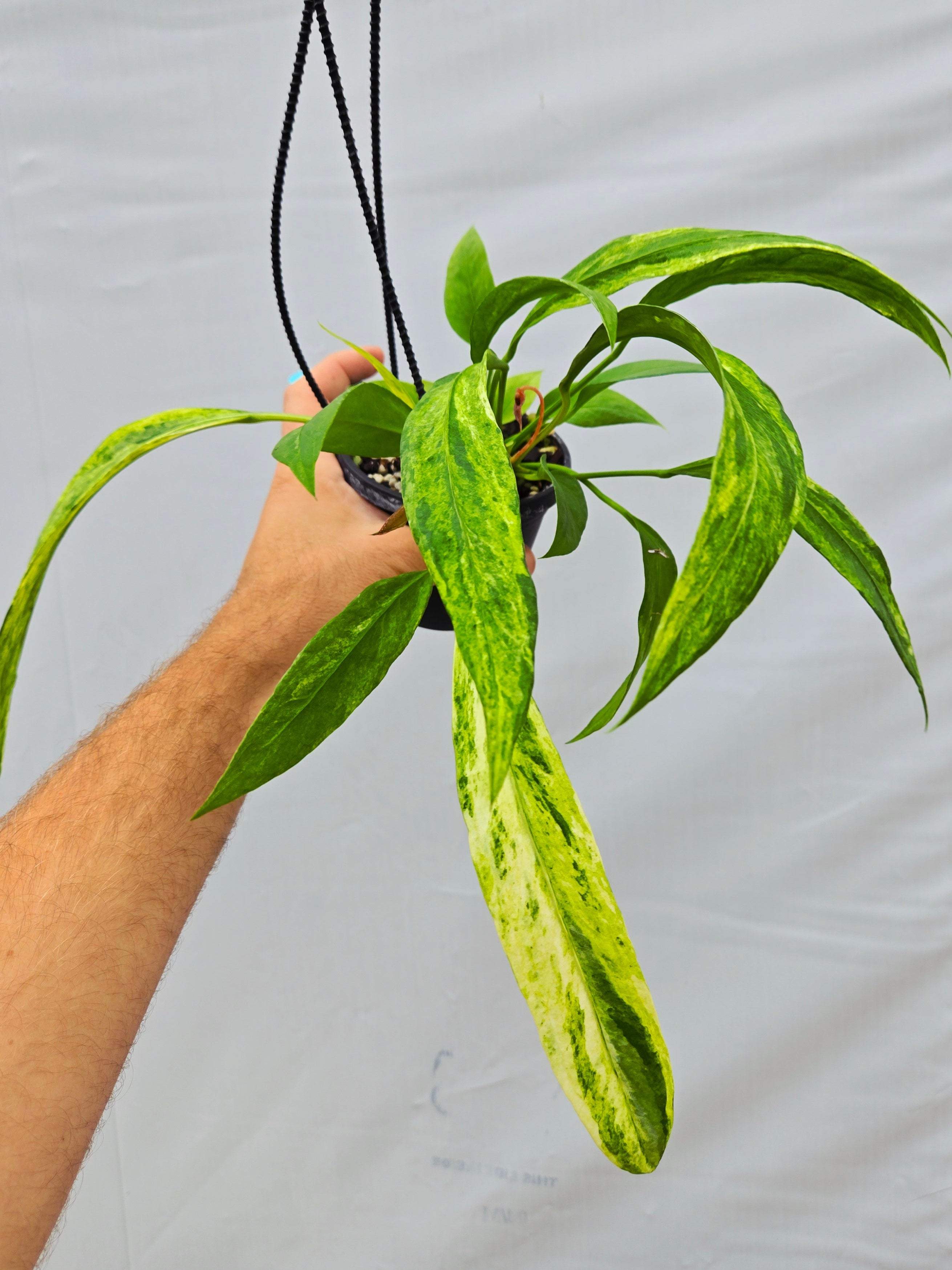 Anthurium vittariifolium Variegated – Nice Plants Good Pots