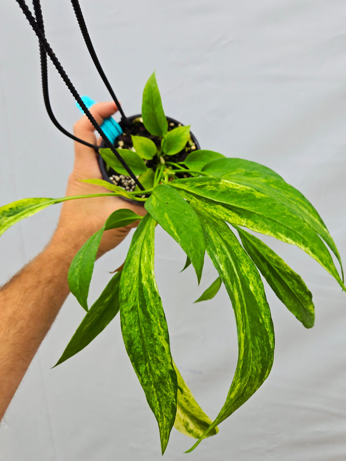 Anthurium vittariifolium Variegated – Nice Plants Good Pots