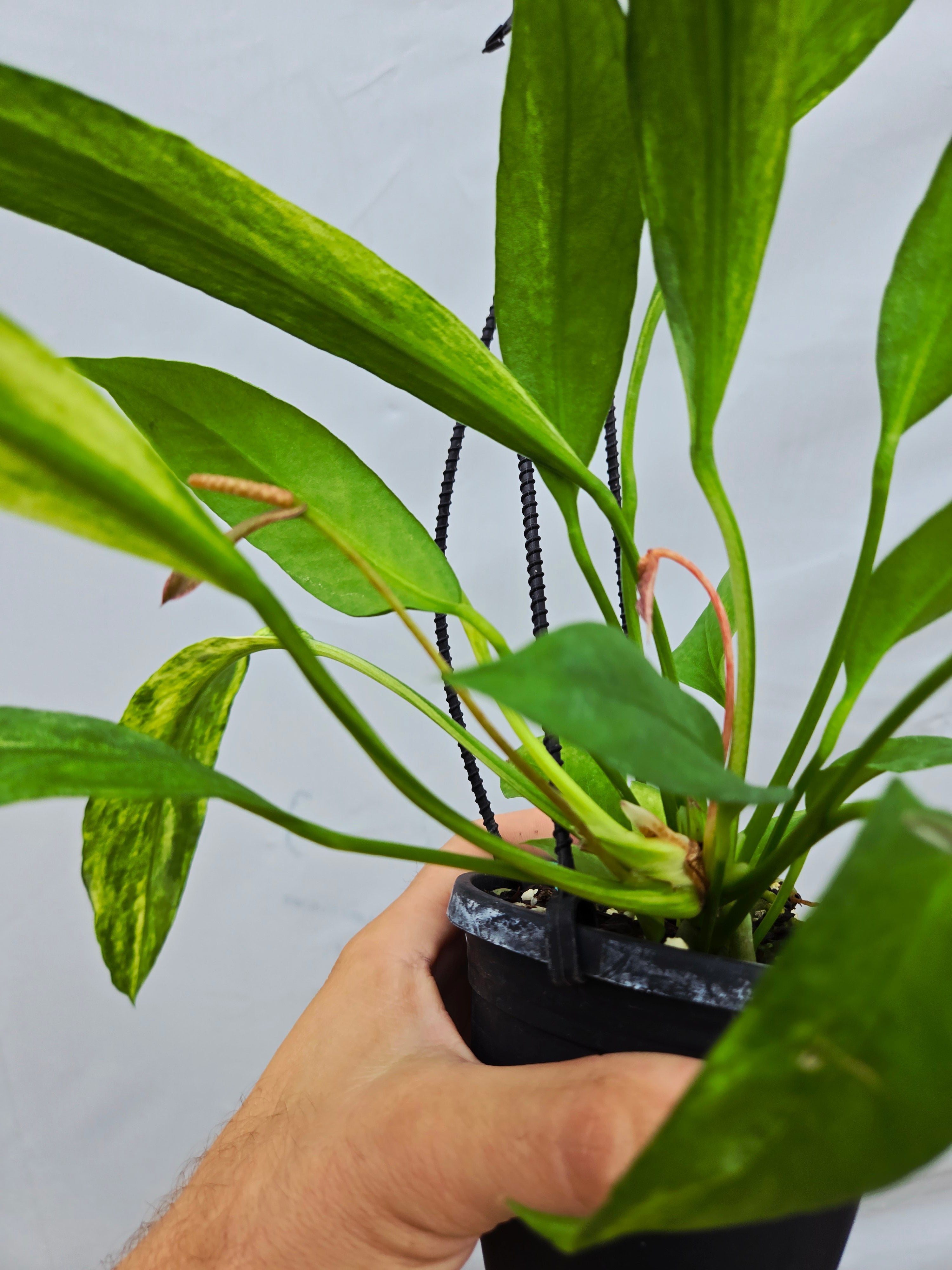 Anthurium Vittariifolium Variegated (SP07) – Nice Plants Good Pots