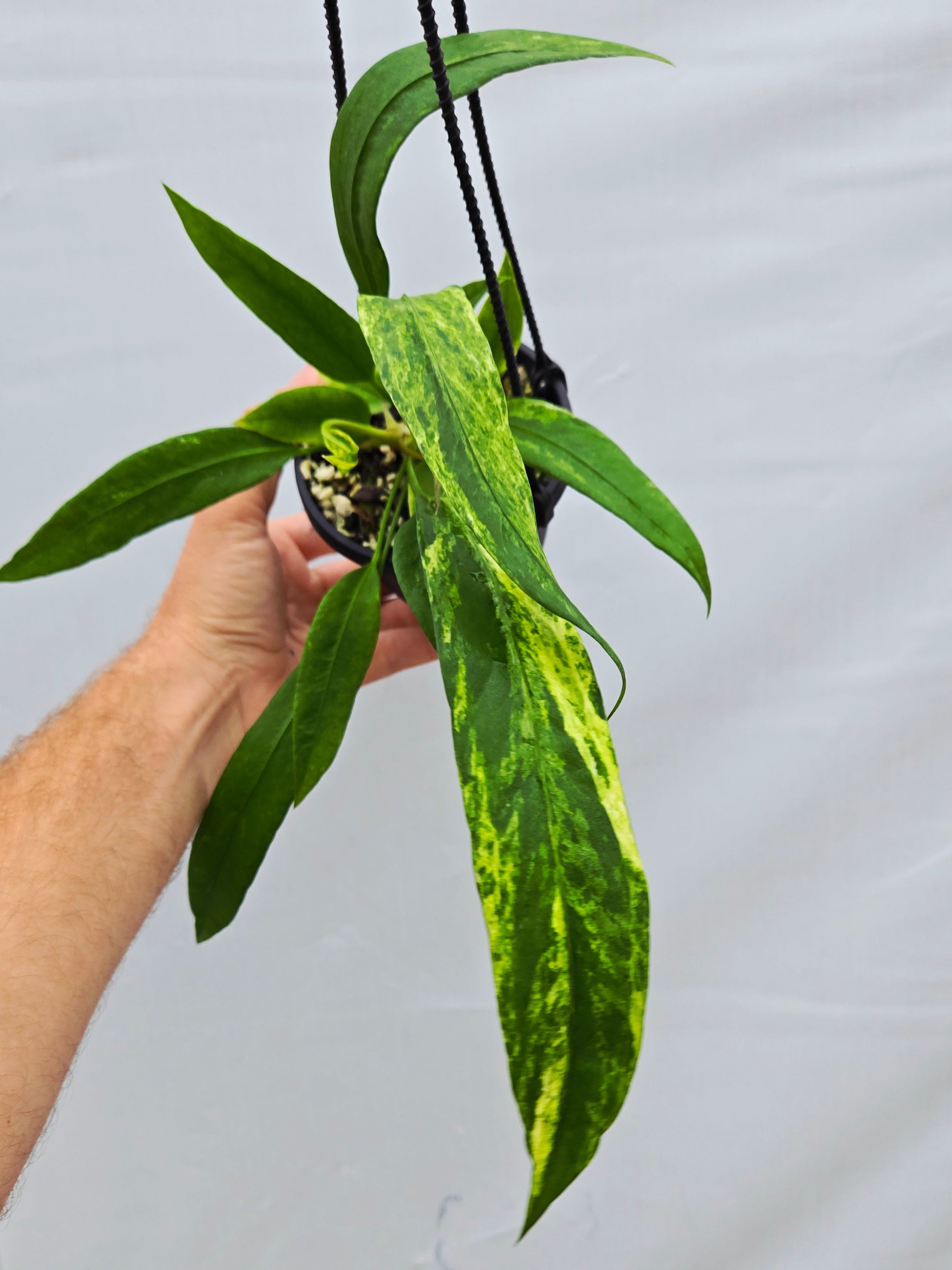 Anthurium Pallidiflorum Variegated (SP08)