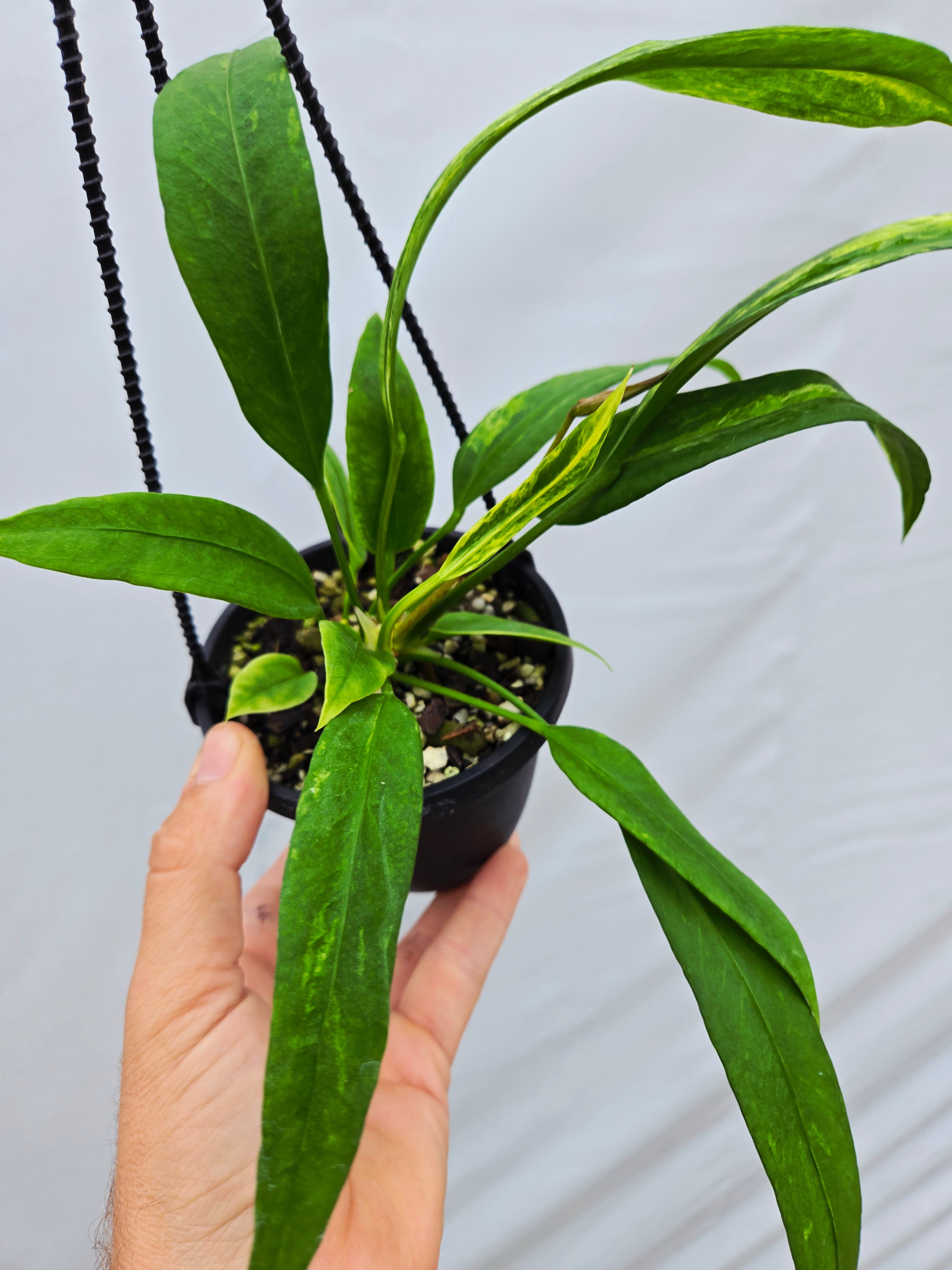 Anthurium Vittariifolium Variegated (SP08)