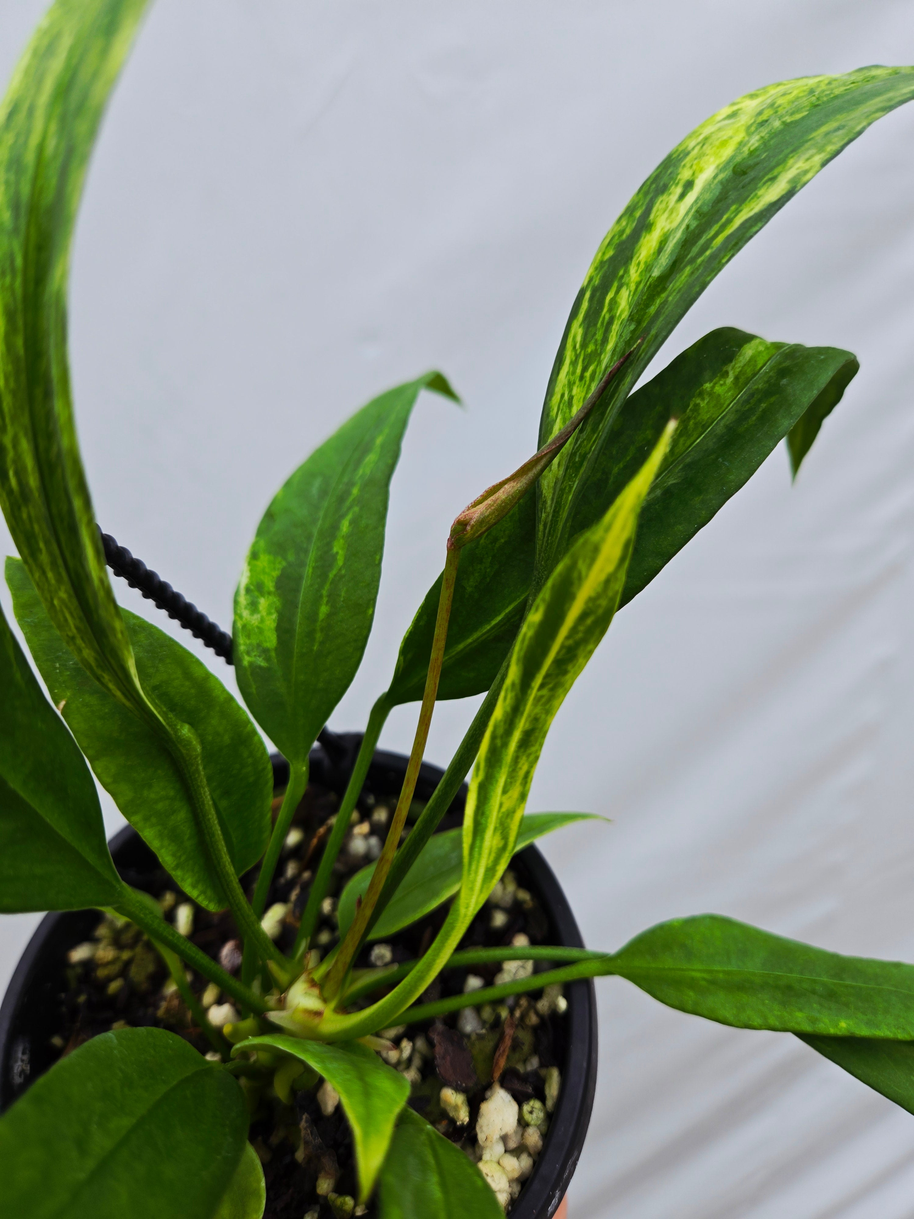 Anthurium Vittariifolium Variegated (SP08)
