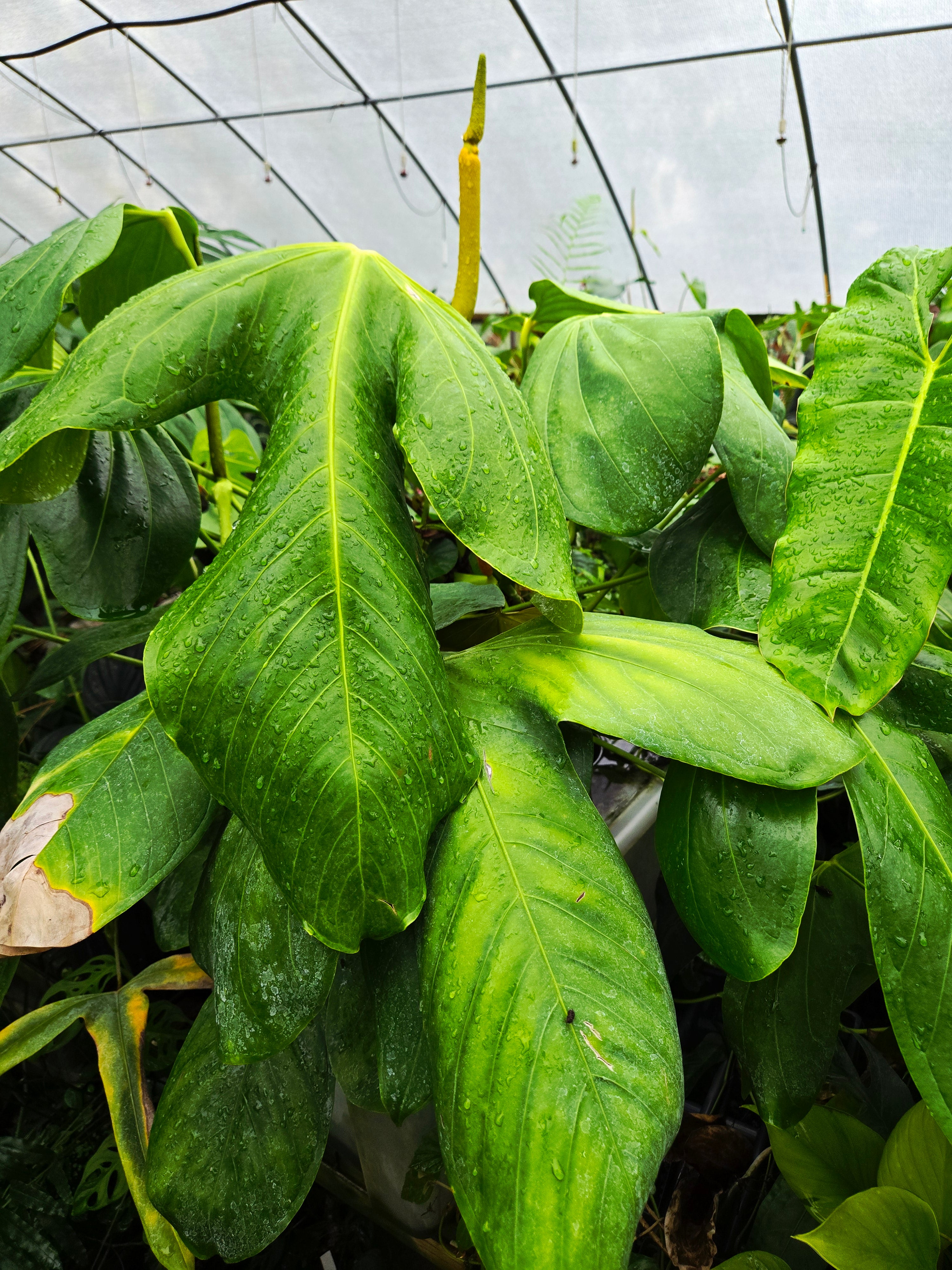 Anthurium Rotundatum sp (SP03)