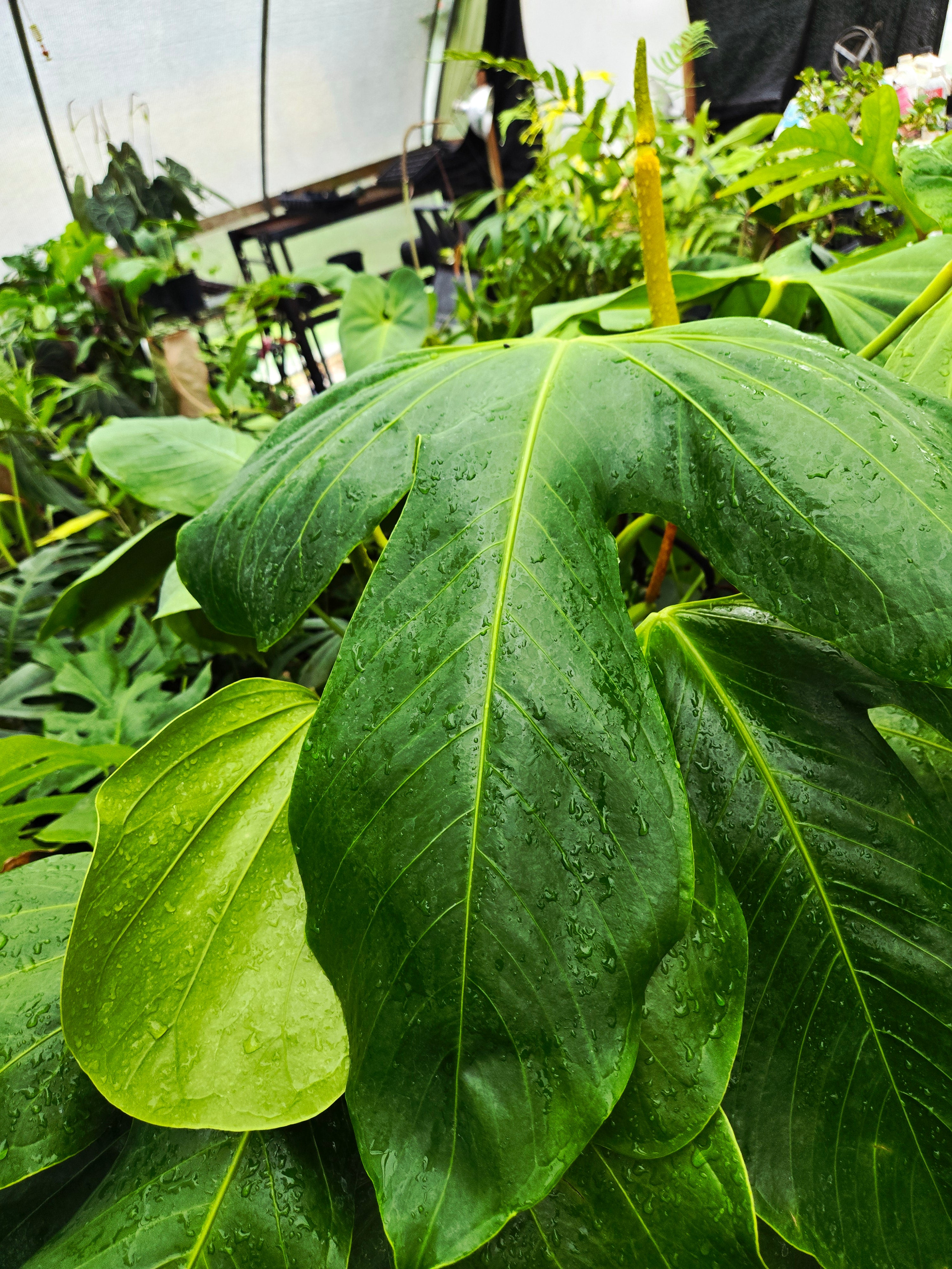 Anthurium Rotundatum sp (SP03)