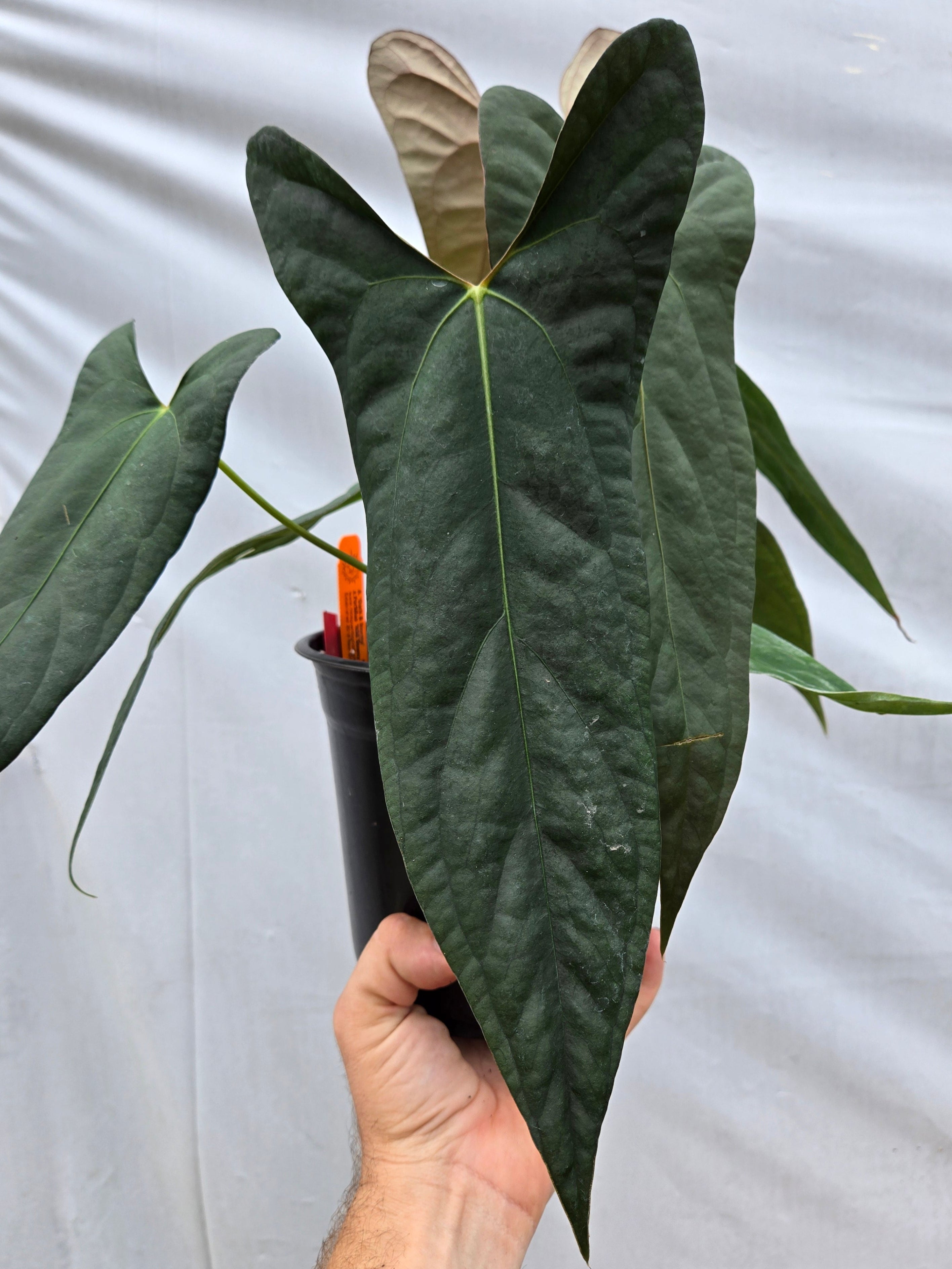 Anthurium Dark and Stormy X Portillae Dewey Fisk Clone