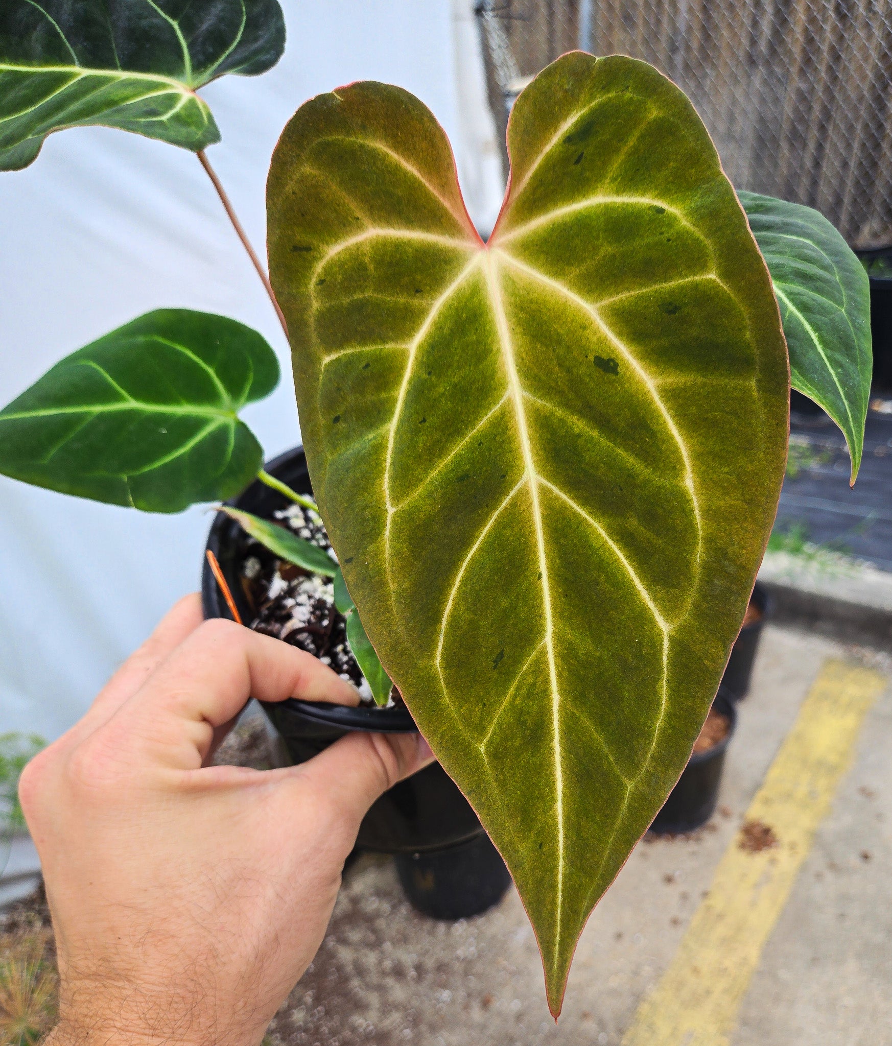 Anthurium Variegated 'Dark Magician' x 'Tim Anderson Stripey Mag Pap' (CS12) - seed-grown Anthurium hybrid from Nice Plants Good Pots