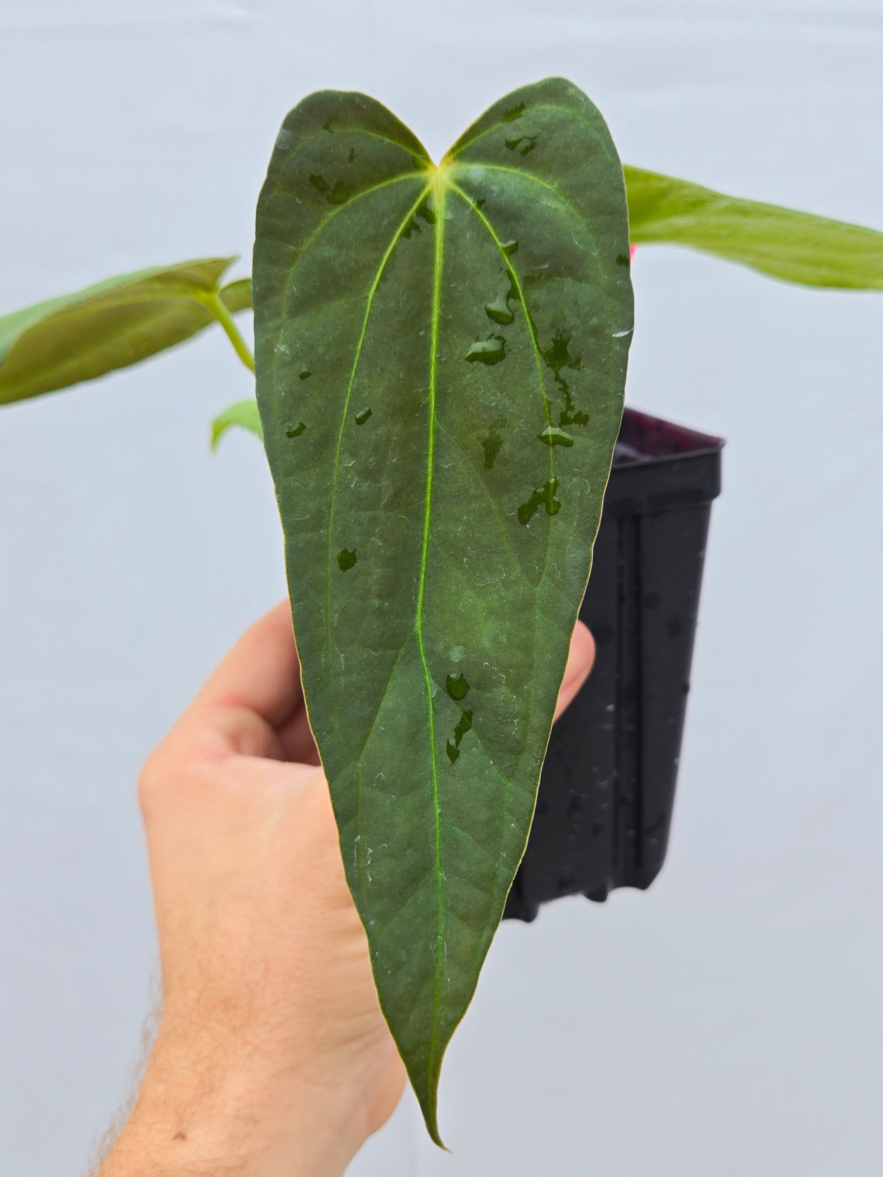 Anthurium Dark and Stormy X Portillae Dewey Fisk Clone