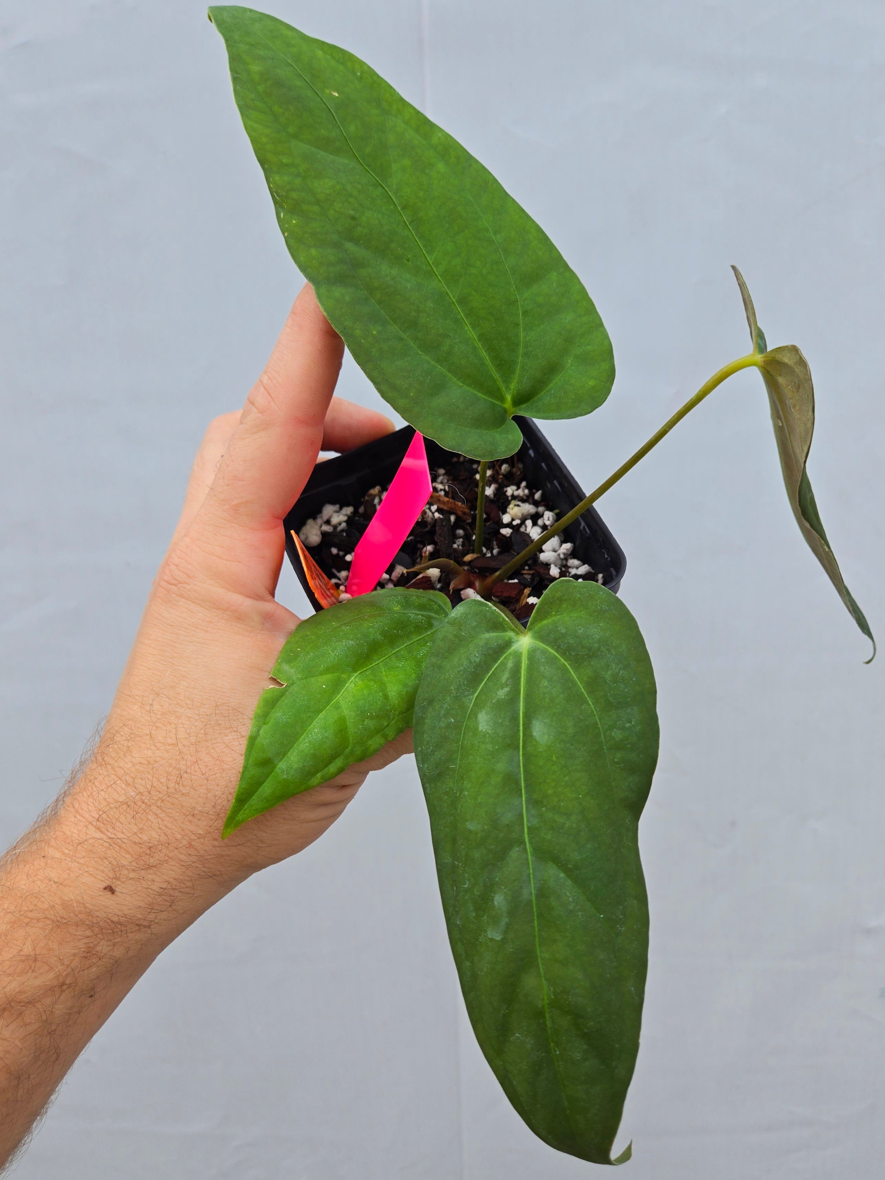 Anthurium Dark and Stormy X Portillae Dewey Fisk Clone