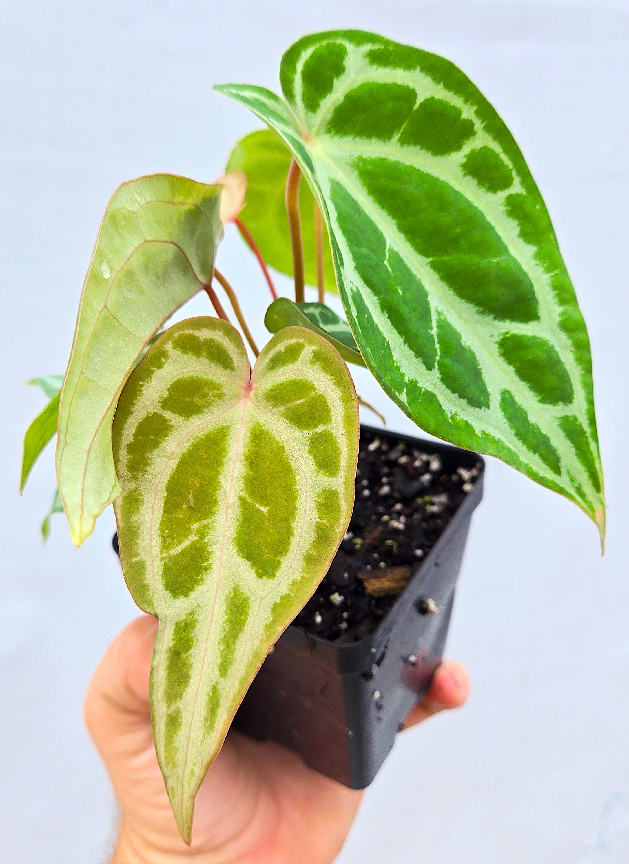 Anthurium Selby Silver  (CS09)