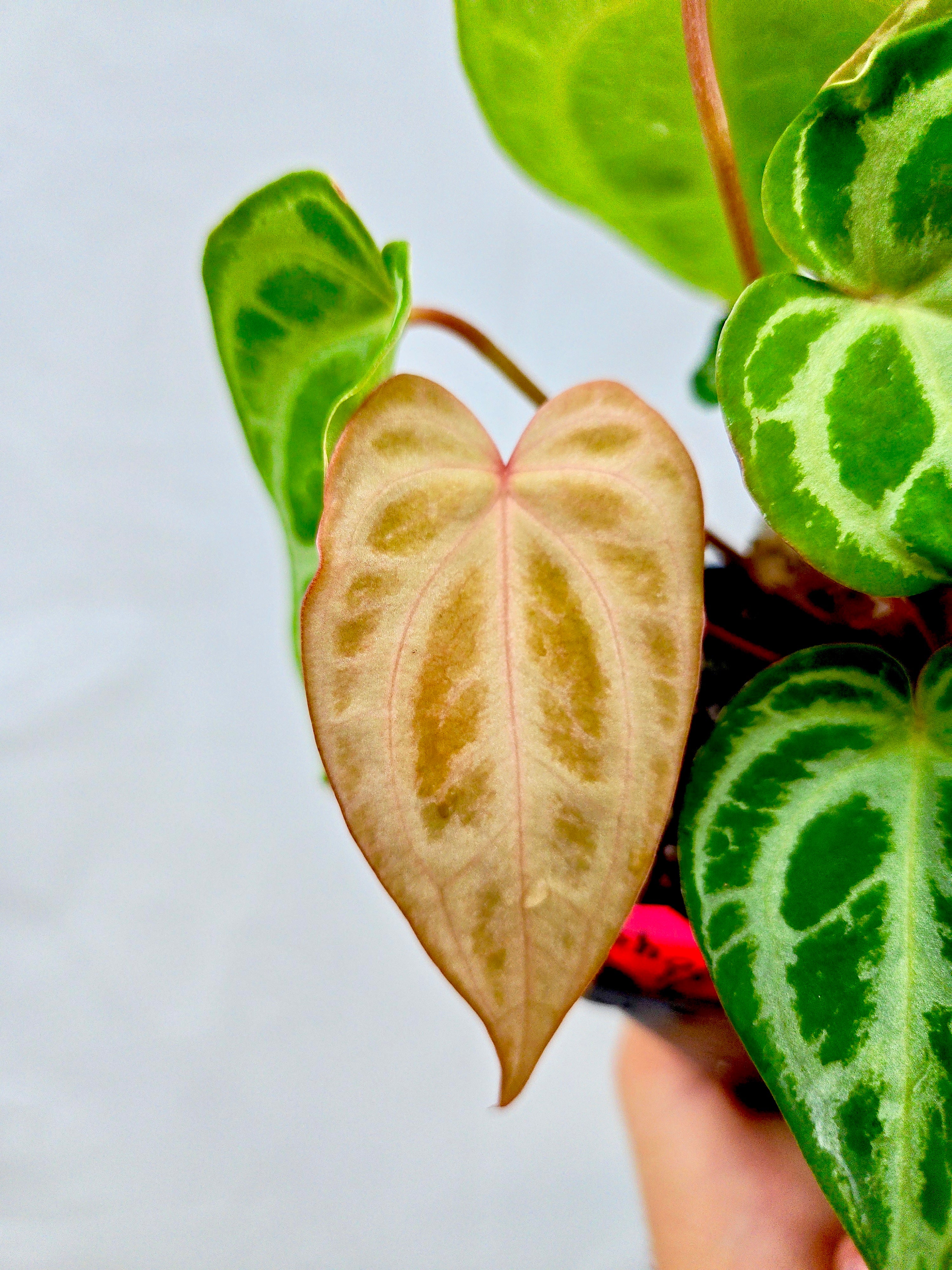 Anthurium Selby Silver (CS09) - seed-grown Anthurium hybrid from Nice Plants Good Pots