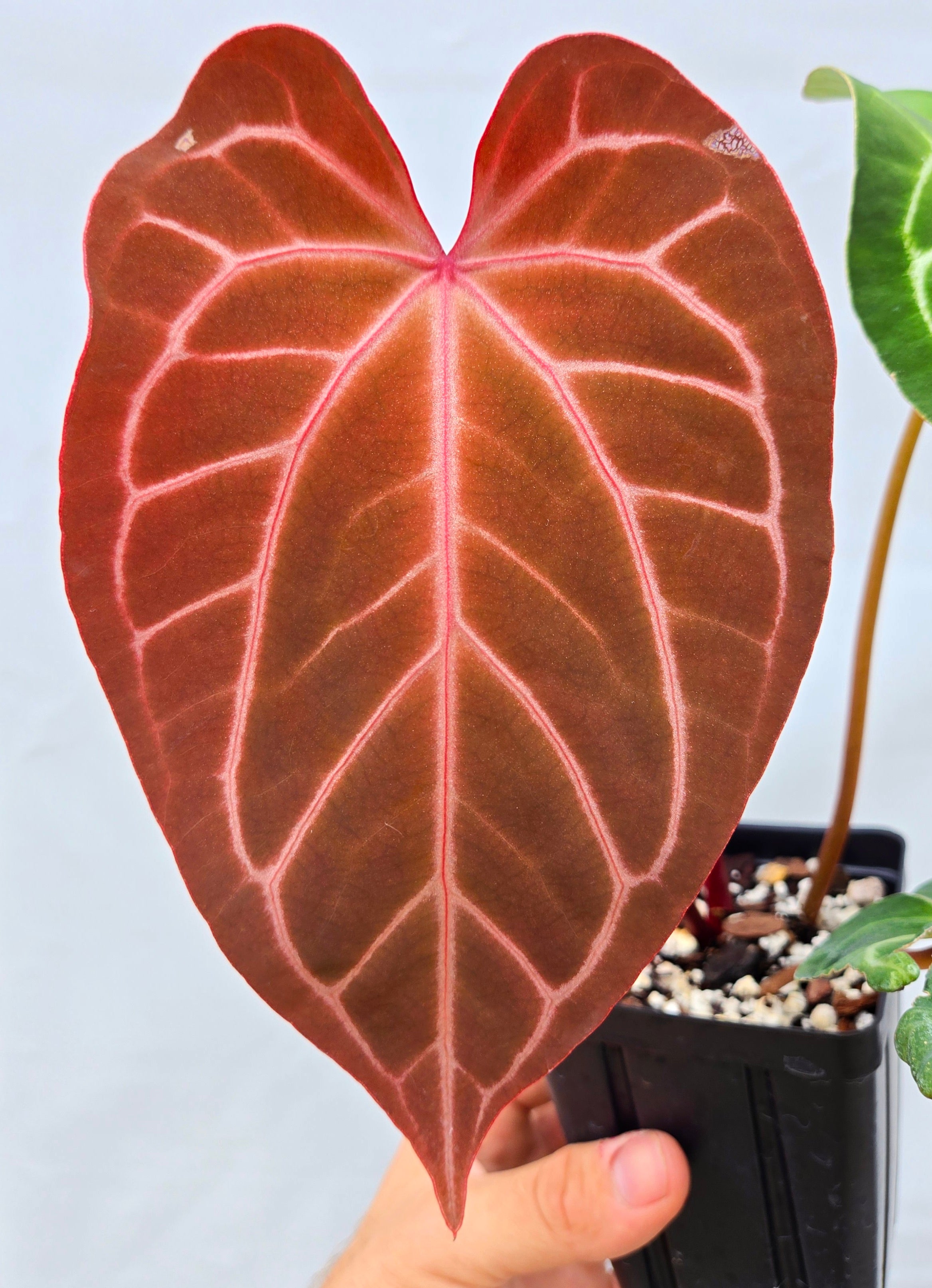 Anthurium 'Tim Anderson Stripey Mag Pap' x 'Doc Block Purple F2'