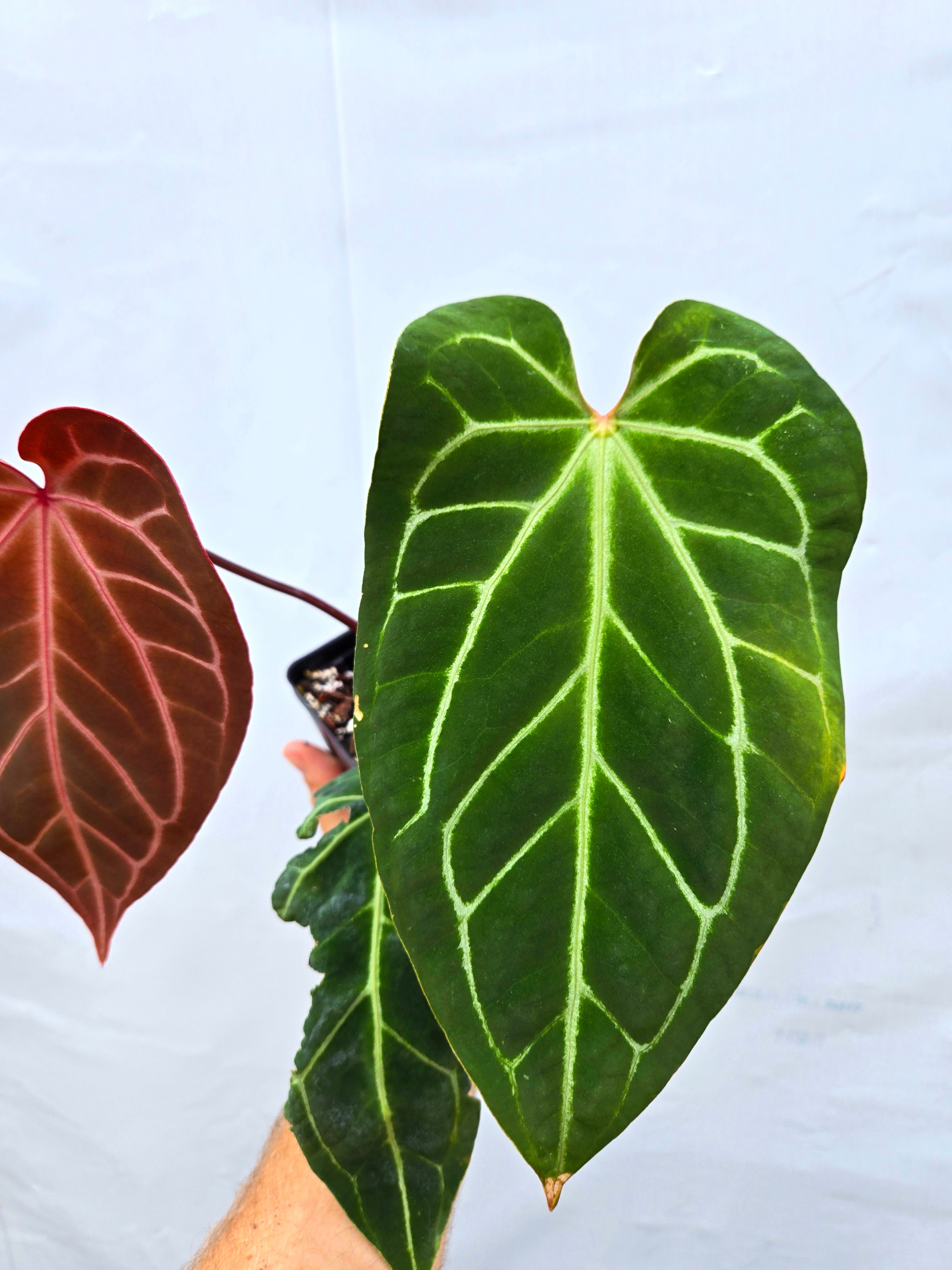 Anthurium 'Tim Anderson Stripey Mag Pap' x 'Doc Block Purple F2' (CS10) - seed-grown Anthurium hybrid from Nice Plants Good Pots