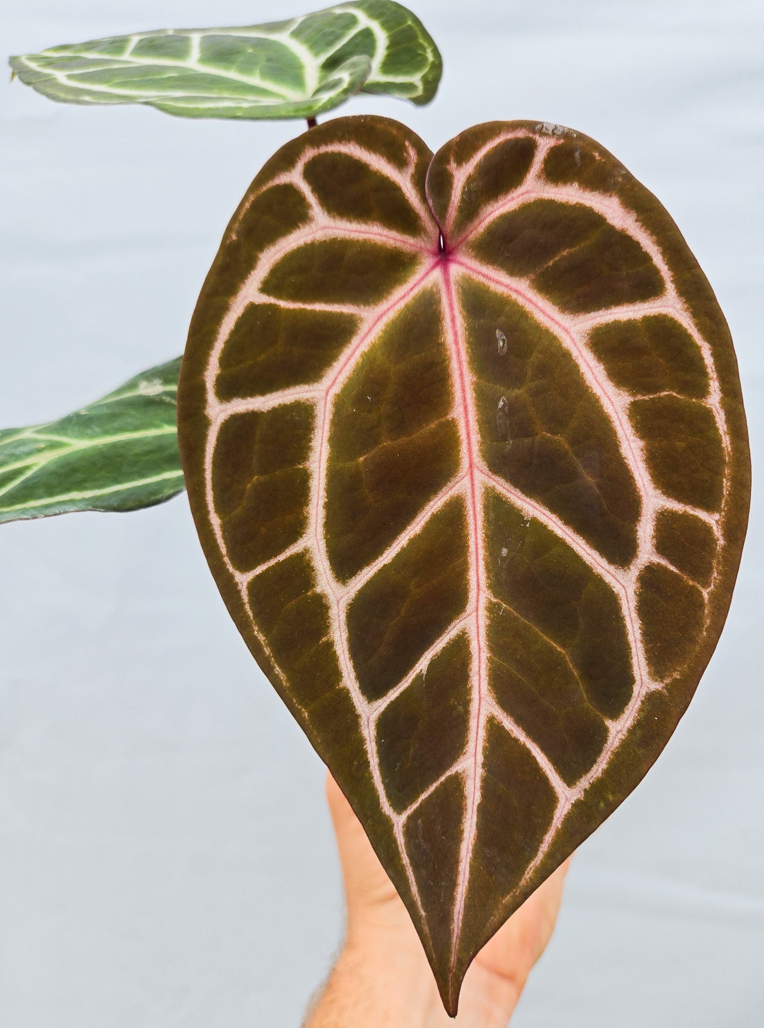 Anthurium ('Tim Anderson Crystal Mag'/ 'Tims Black') x 'Doc Block Purple F2' (CS11)