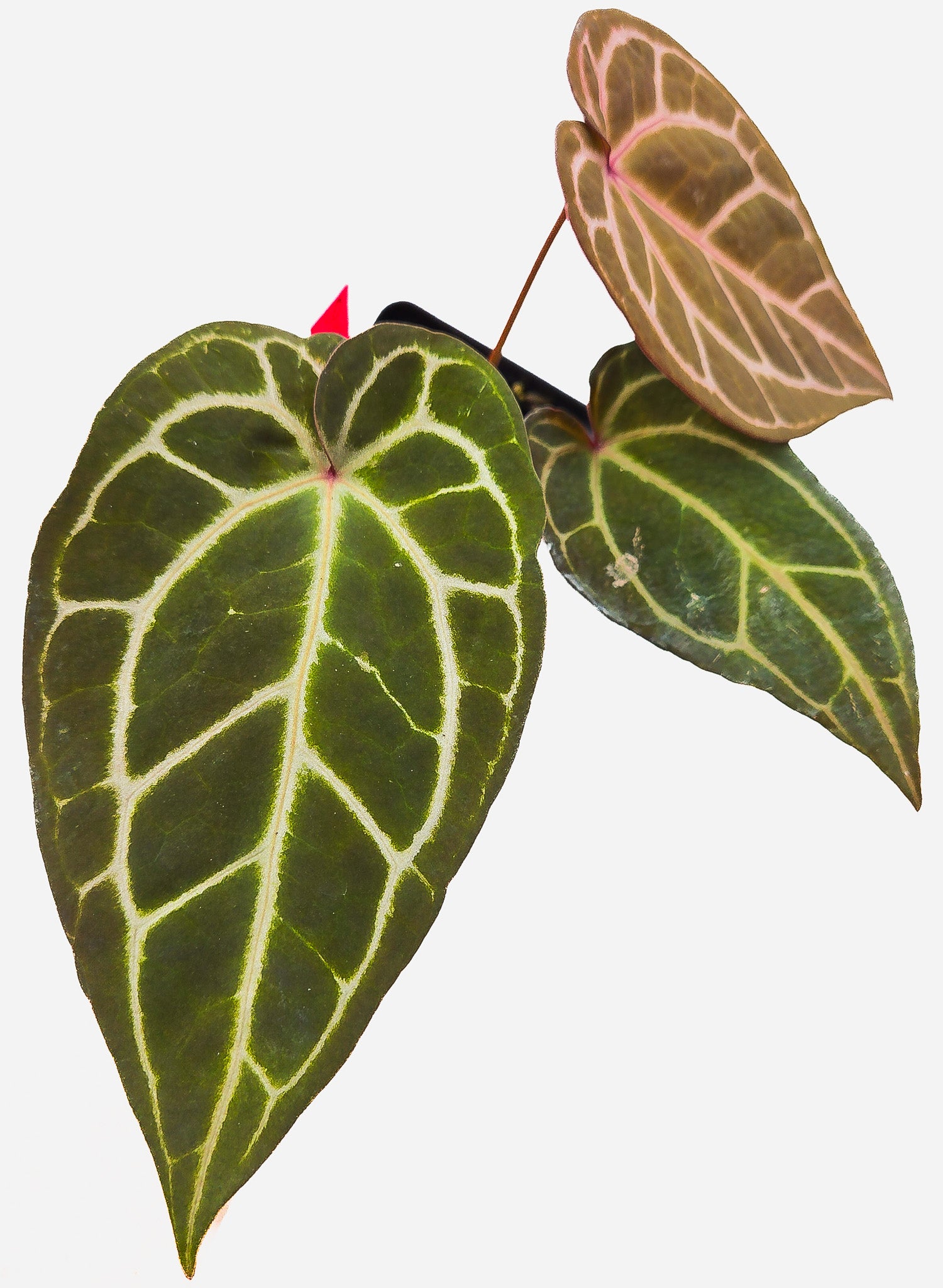 Anthurium ('Tim Anderson Crystal Mag'/ 'Tims Black') x 'Doc Block Purple F2' (CS11)