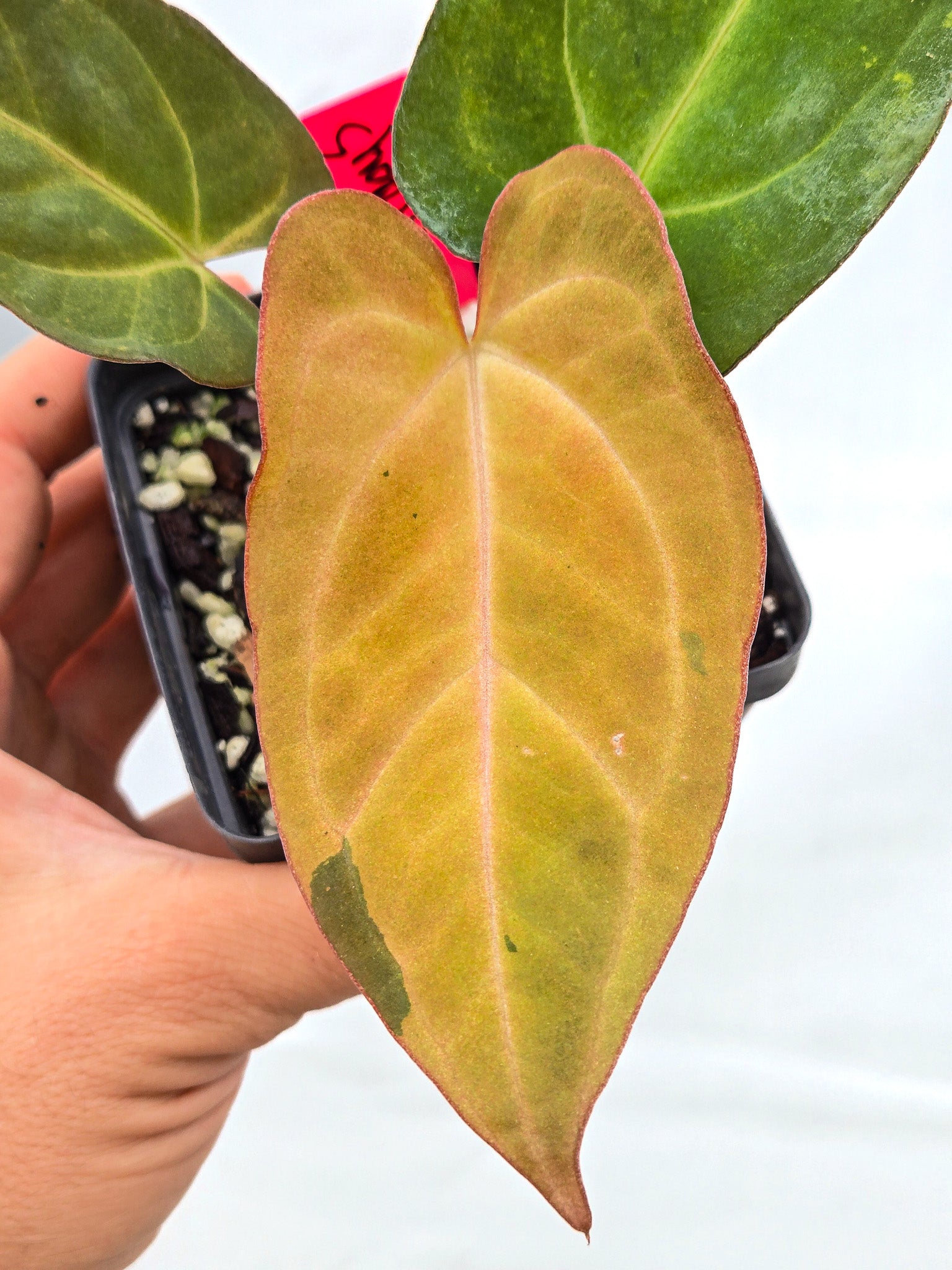 Anthurium Variegated 'Dark Magician' x 'Tim Anderson Stripey Mag Pap' (CS12) - seed-grown Anthurium hybrid from Nice Plants Good Pots