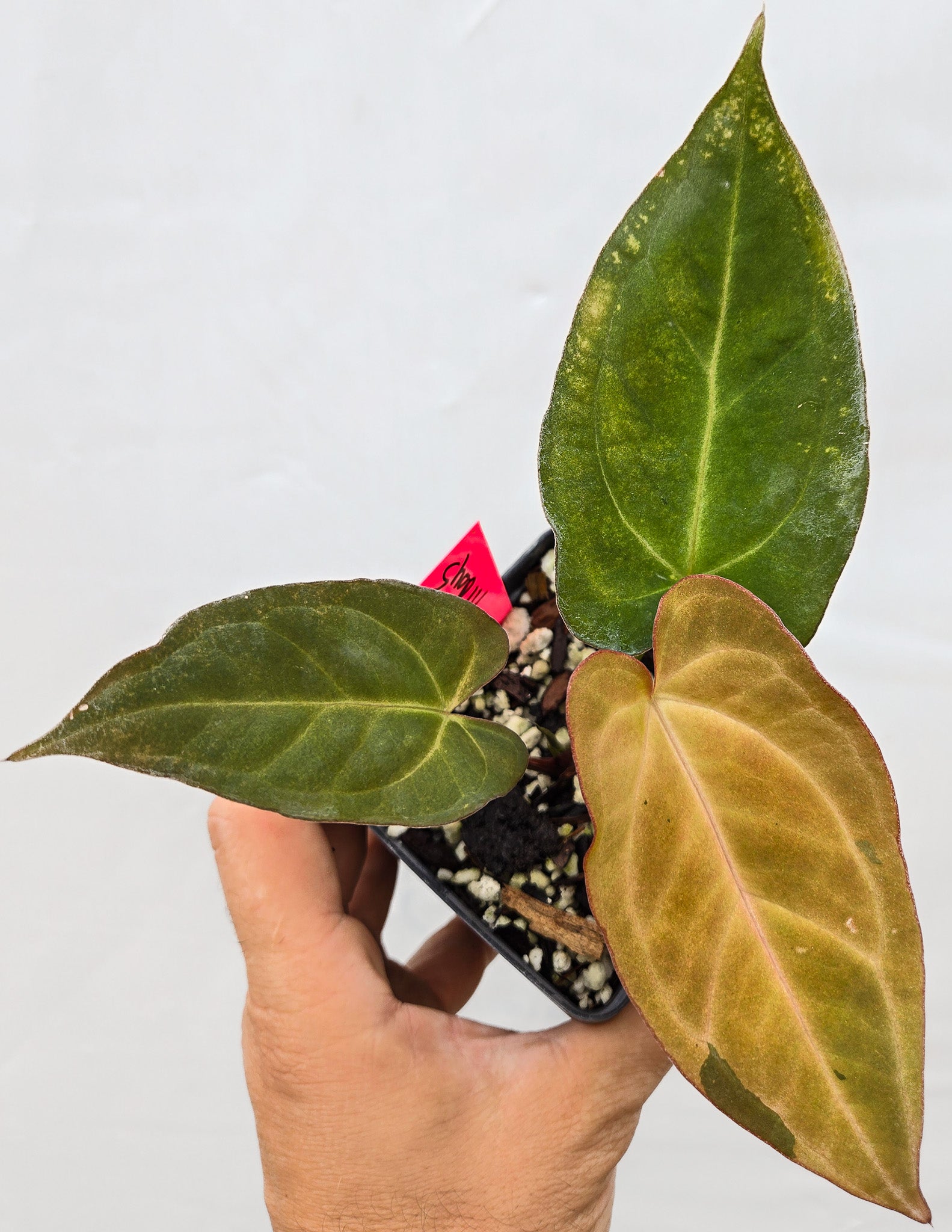 Anthurium Variegated 'Dark Magician' x 'Tim Anderson Stripey Mag Pap' (CS12)
