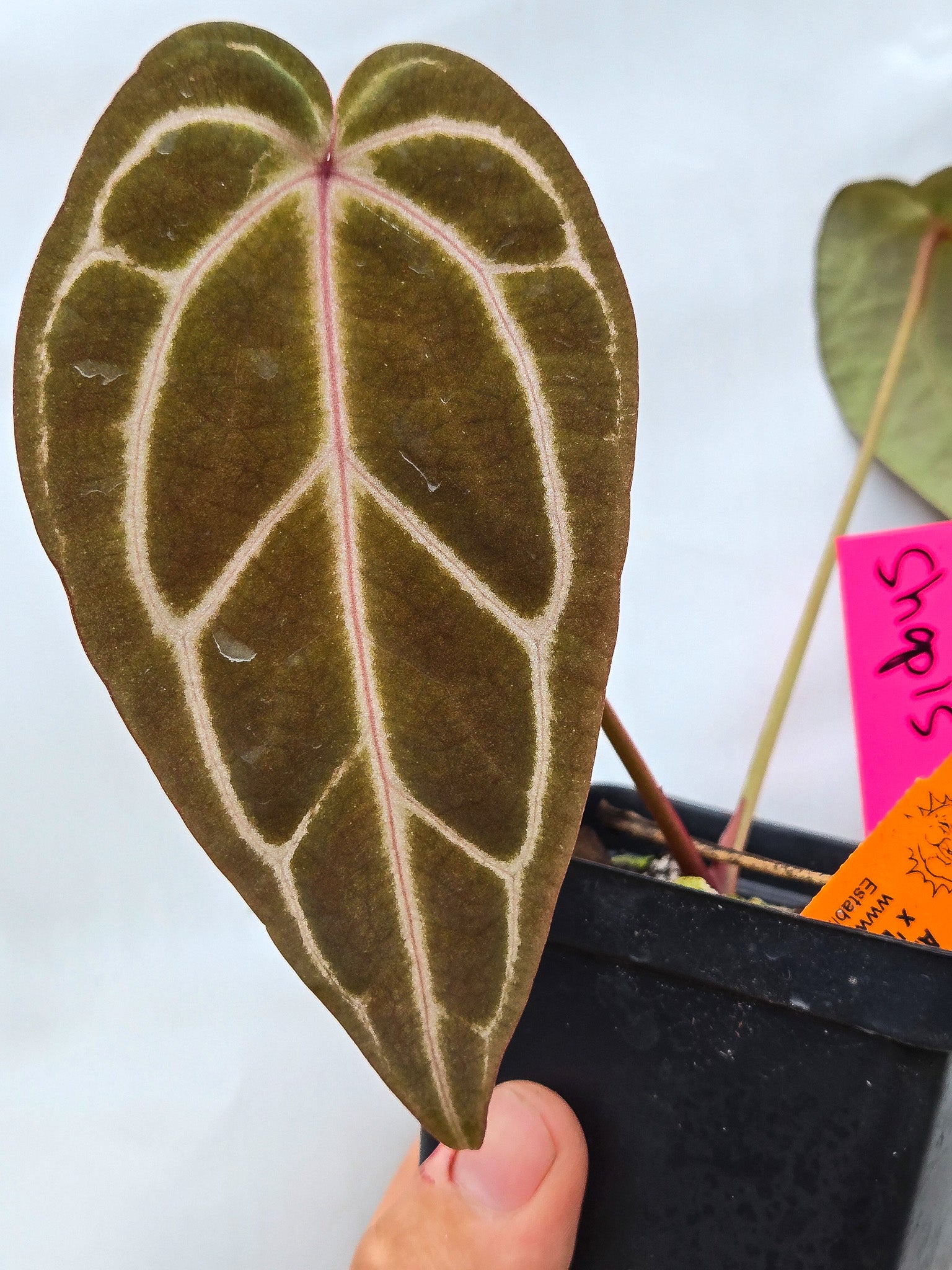 Anthurium 'Swampmannii Long' x 'Doc Block Purple F2' (CS13) - seed-grown Anthurium hybrid from Nice Plants Good Pots