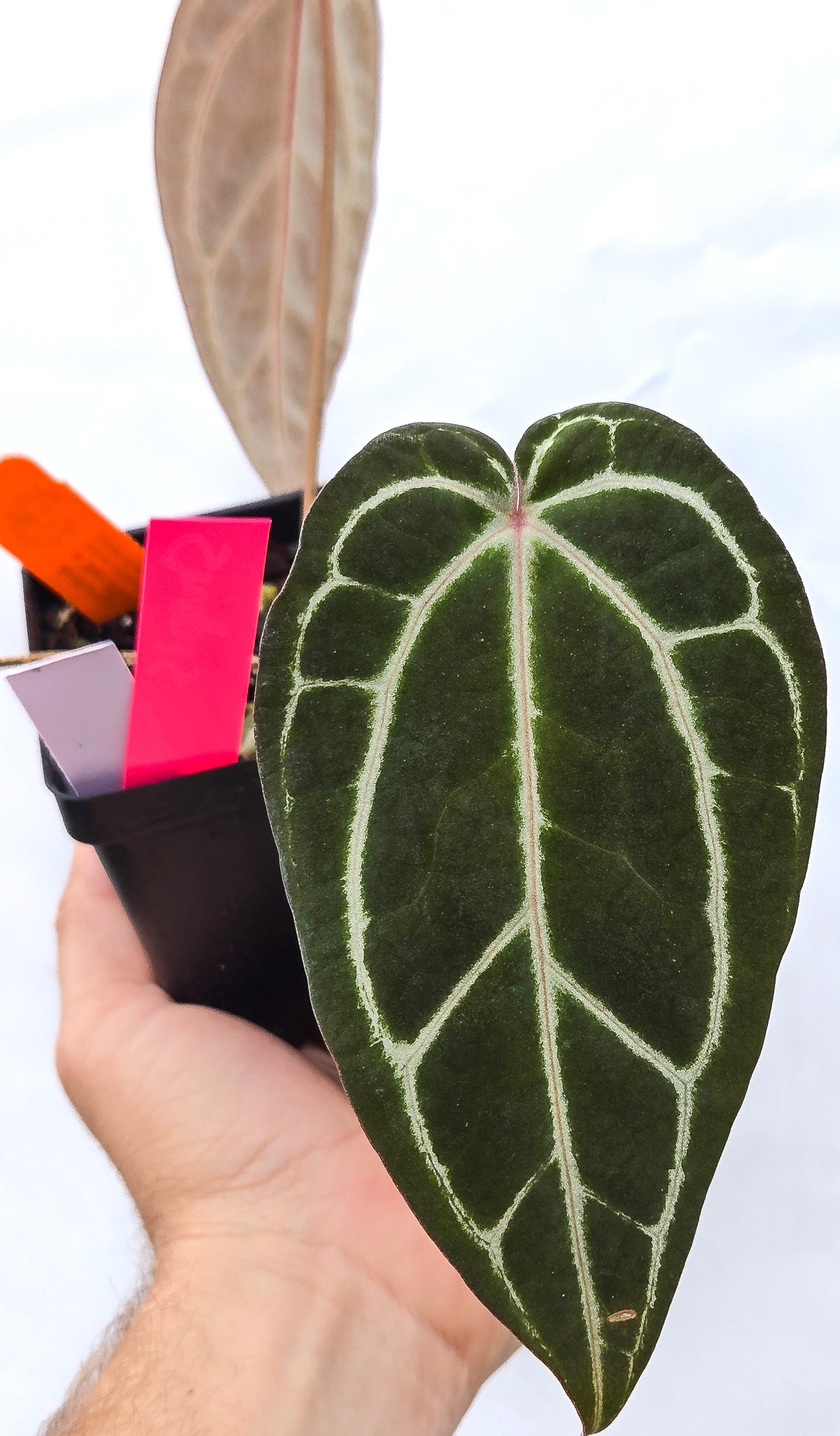 Anthurium 'Swampmannii Long' x 'Doc Block Purple F2' (CS13) - seed-grown Anthurium hybrid from Nice Plants Good Pots