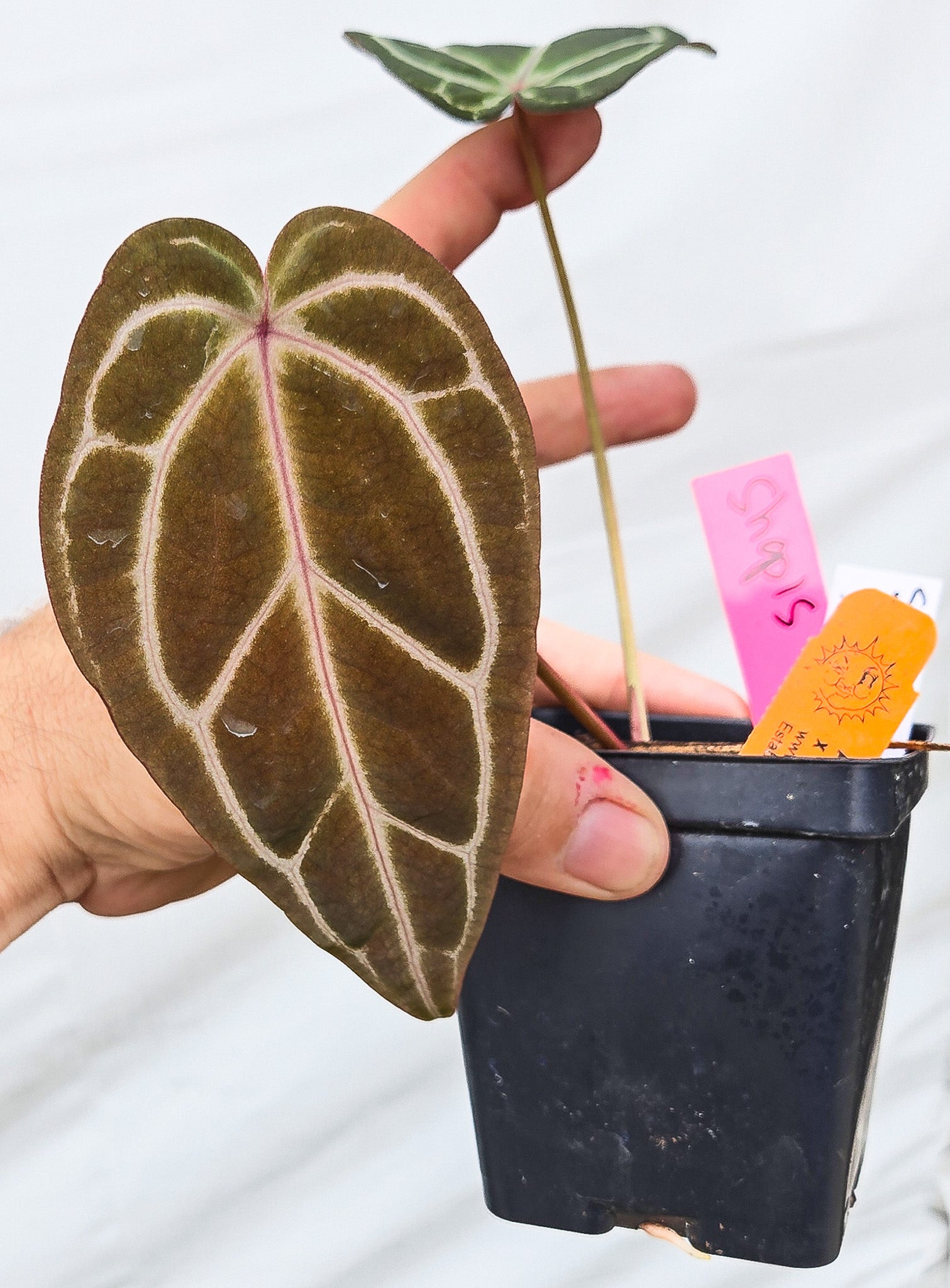 Anthurium 'Swampmannii Long' x 'Doc Block Purple F2' (CS13)