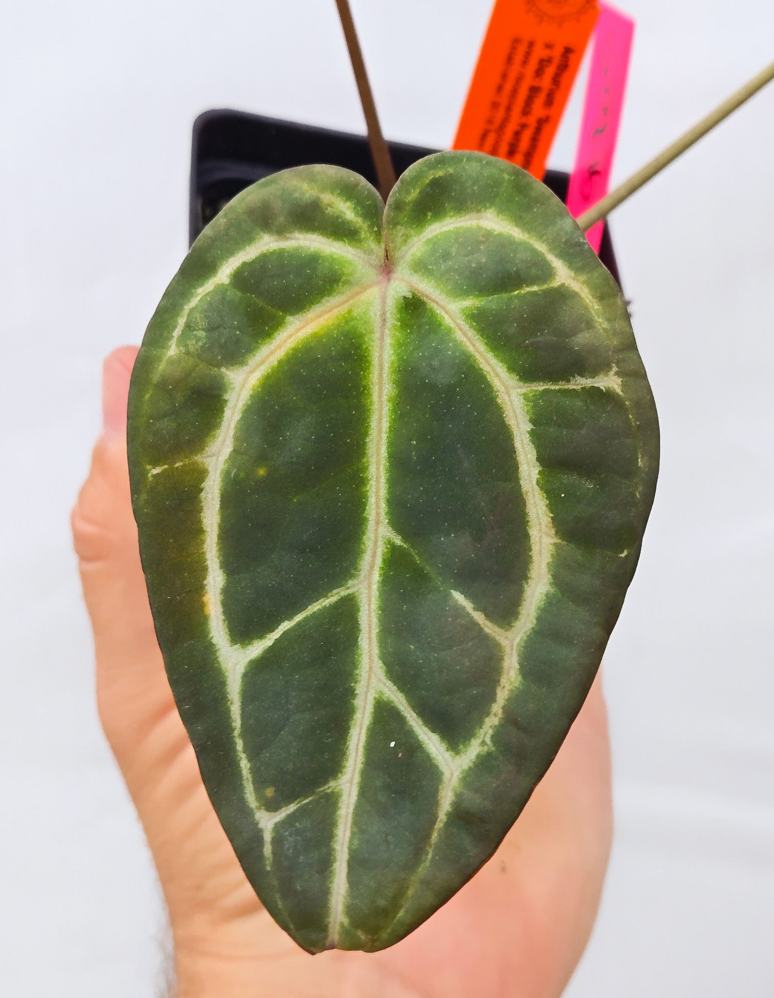 Anthurium 'Swampmannii Long' x 'Doc Block Purple F2' (CS14) - seed-grown Anthurium hybrid from Nice Plants Good Pots